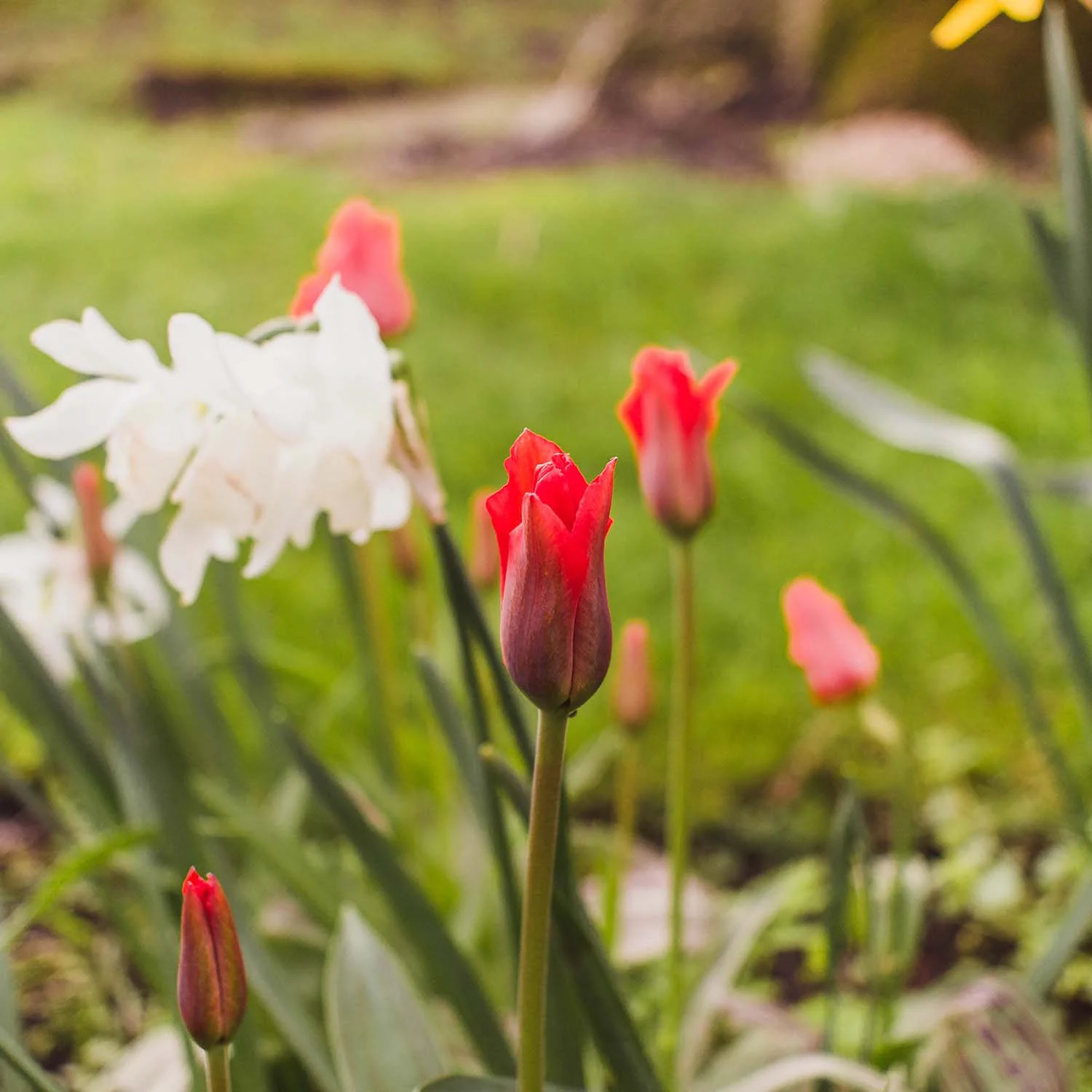 kirkby-stephens-countryside-tulips.jpg