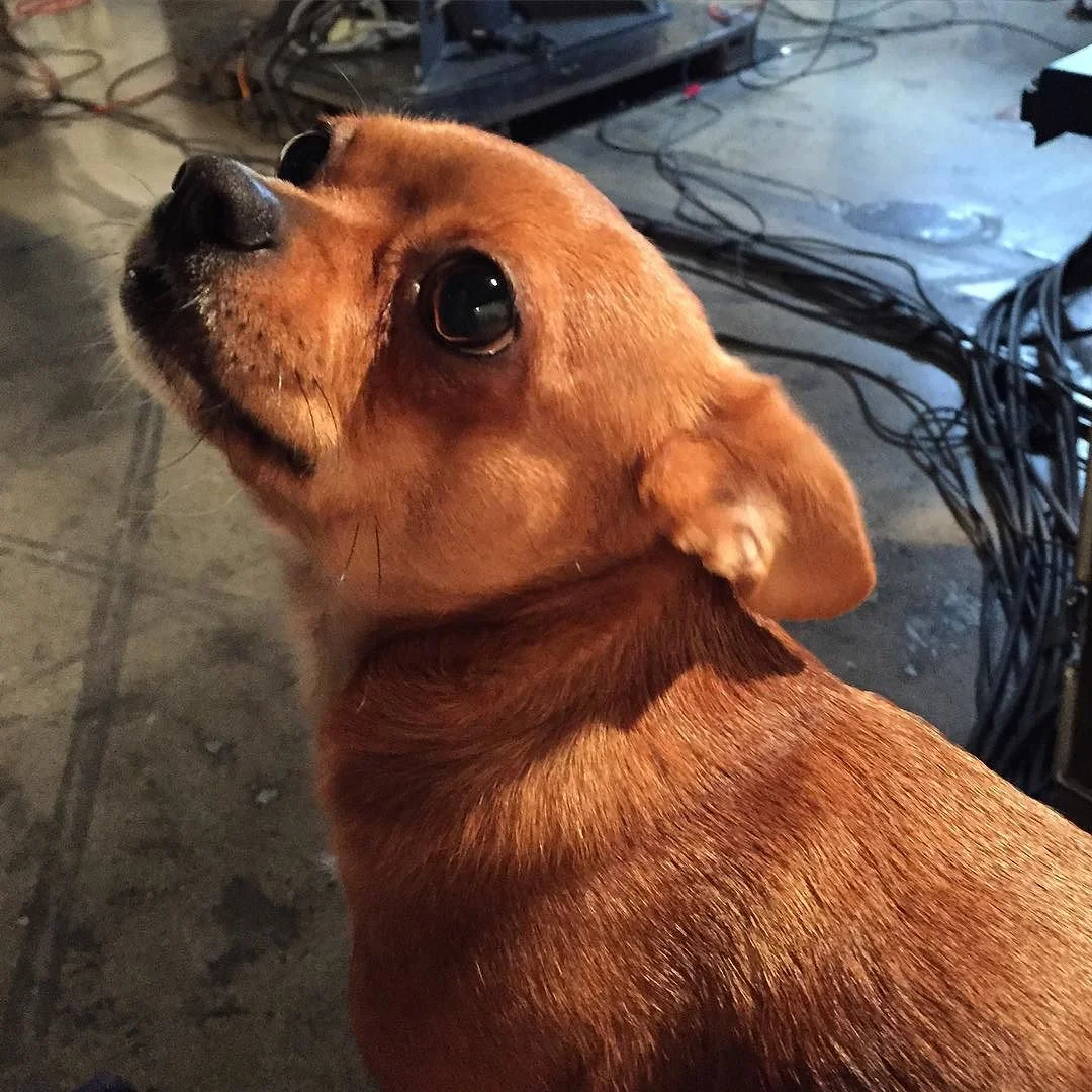 Example: fine hound http://ift.tt/1O0ZspM