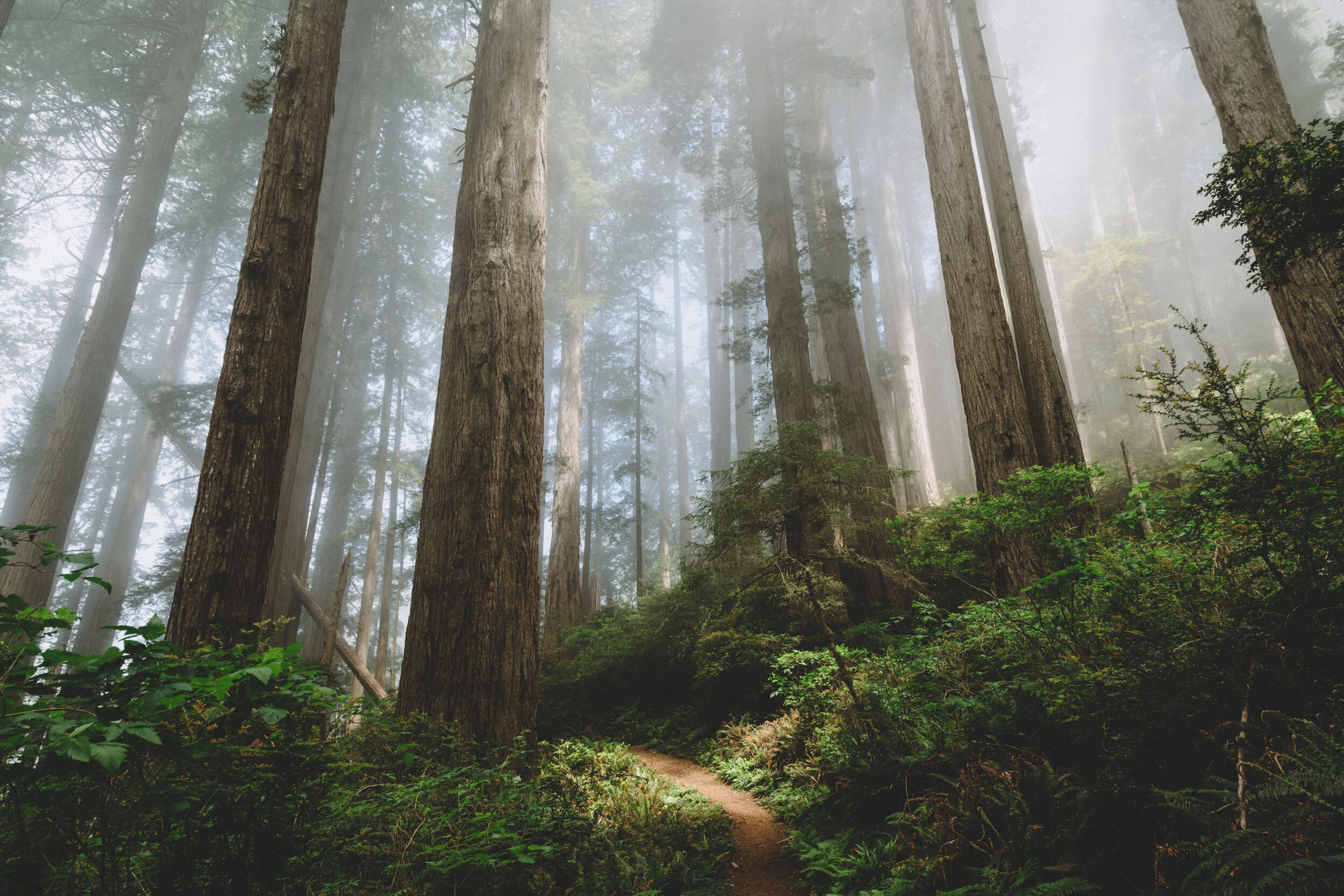 Misty Redwood Trees AGNCN.jpeg
