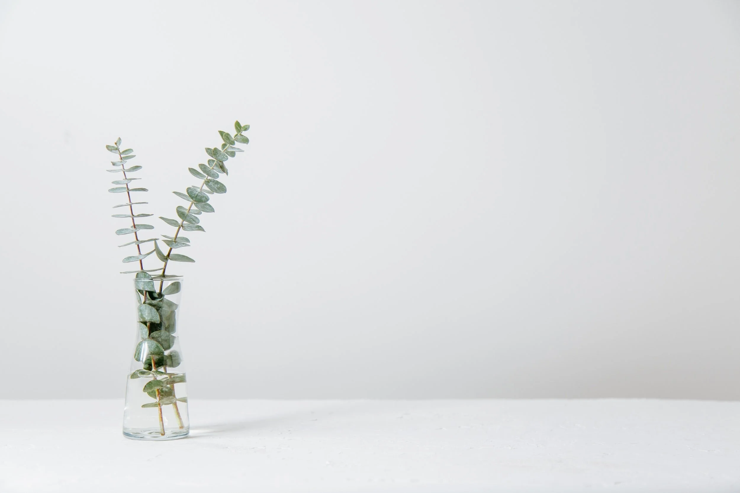Eucalyptus Banner.jpg