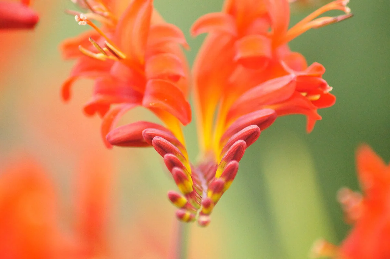 Red Scottish Highland Wild Flower