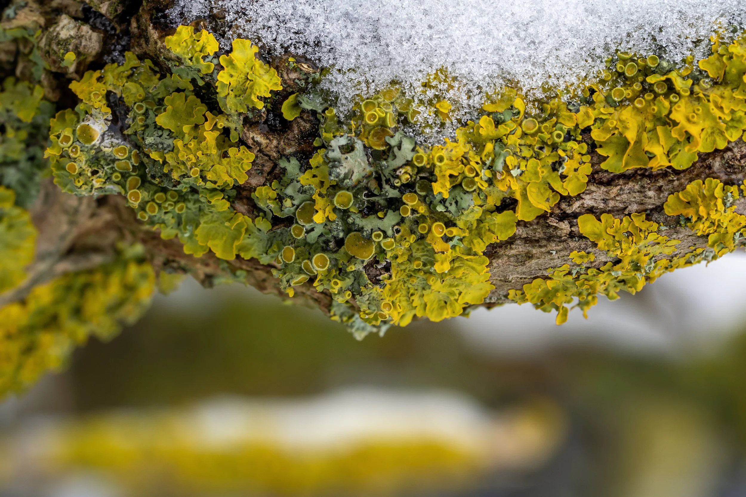 lichen-snow.jpeg