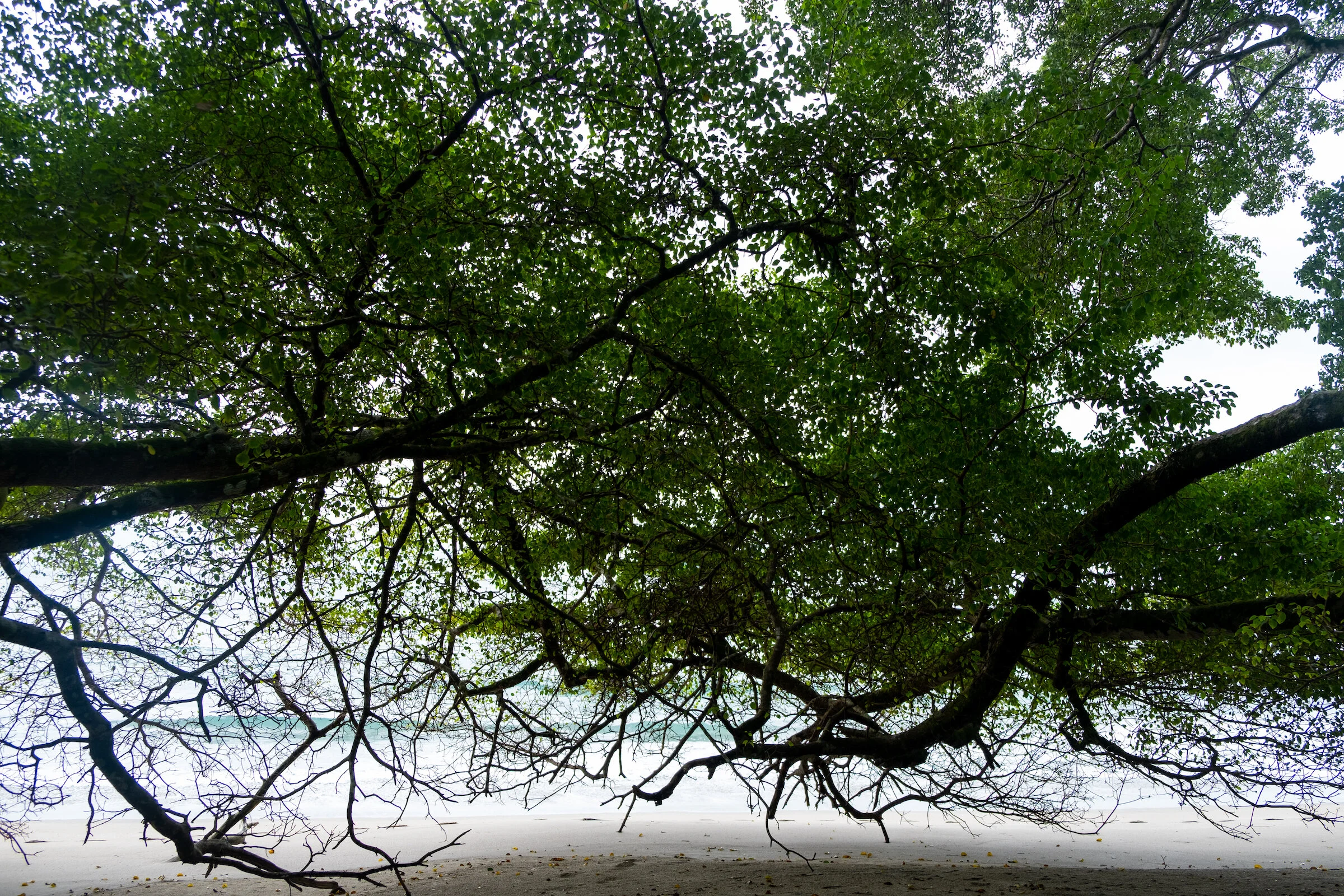 beachandtrees.jpg
