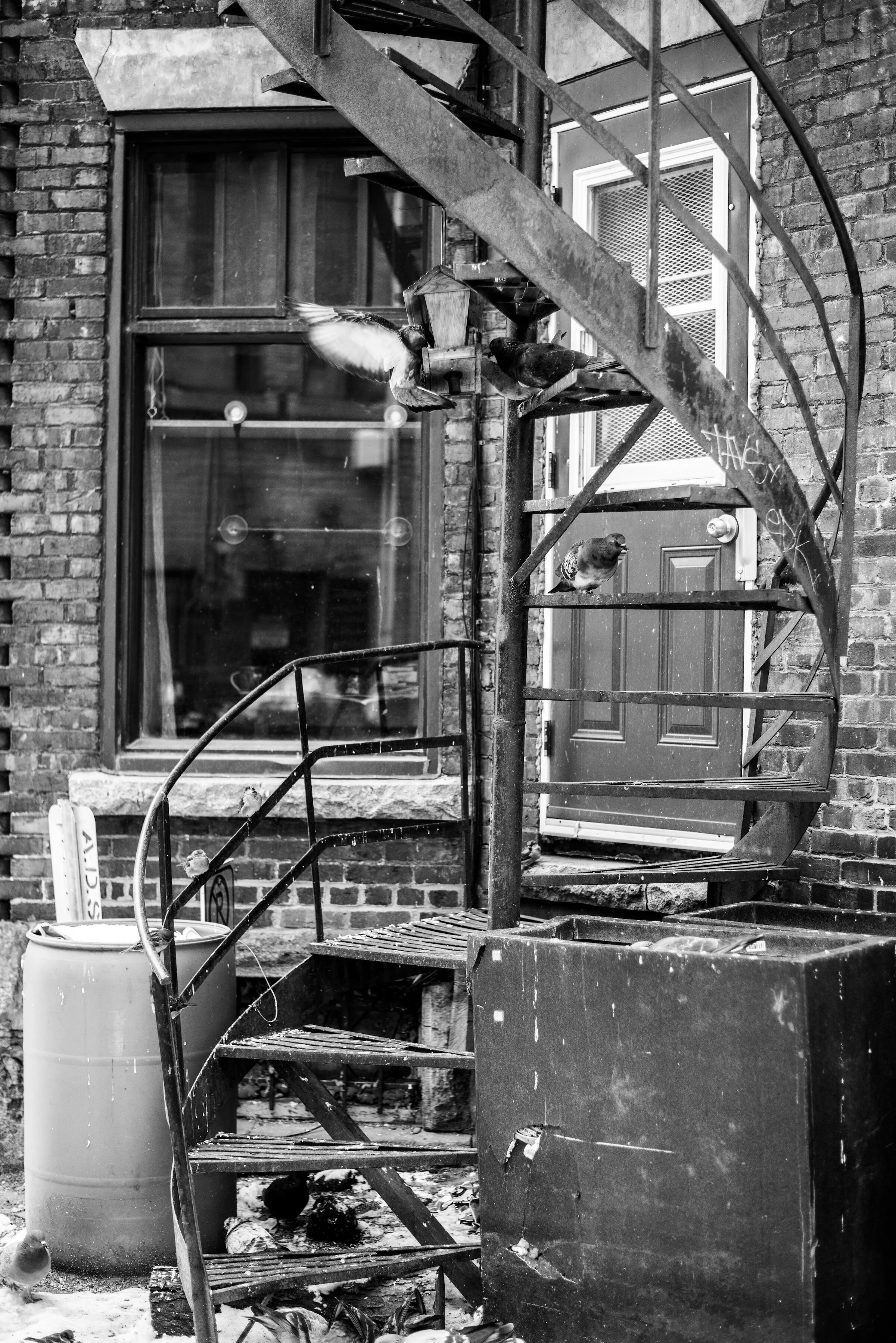 PigeonStairs copy.jpg