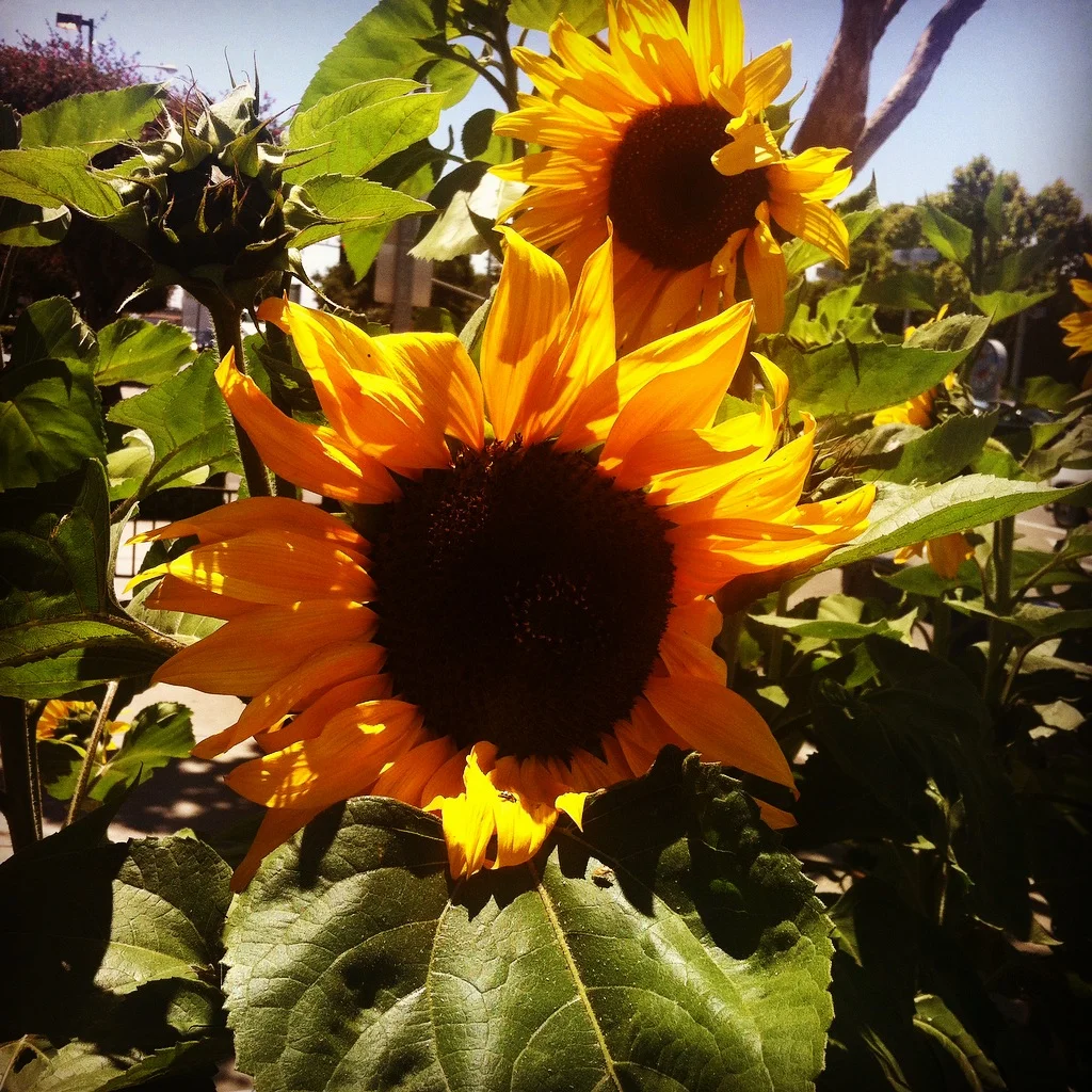 Mother Flower Essence of Helianthus