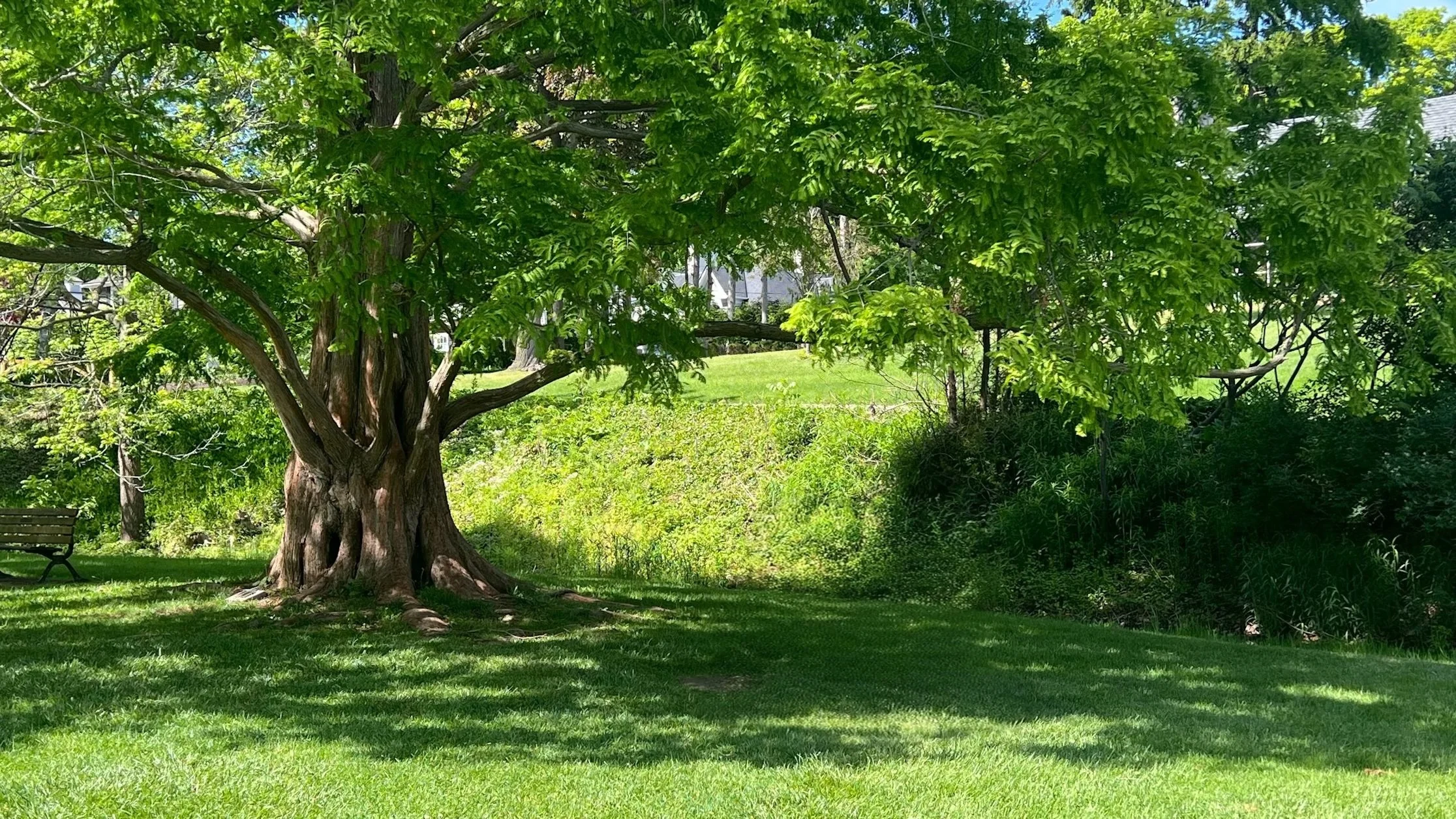 The Dog Days of Summer