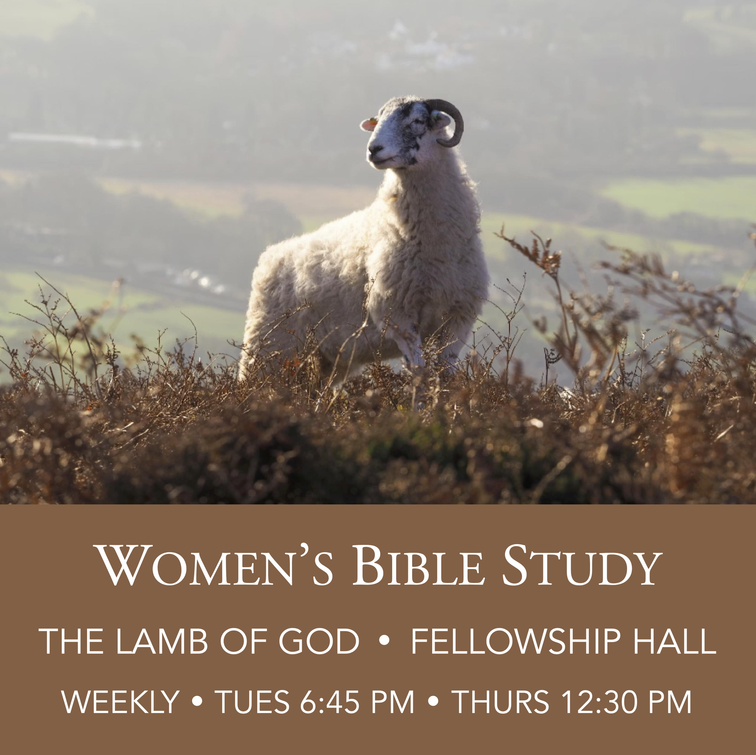 BibleStudy- Exod to Deut.png