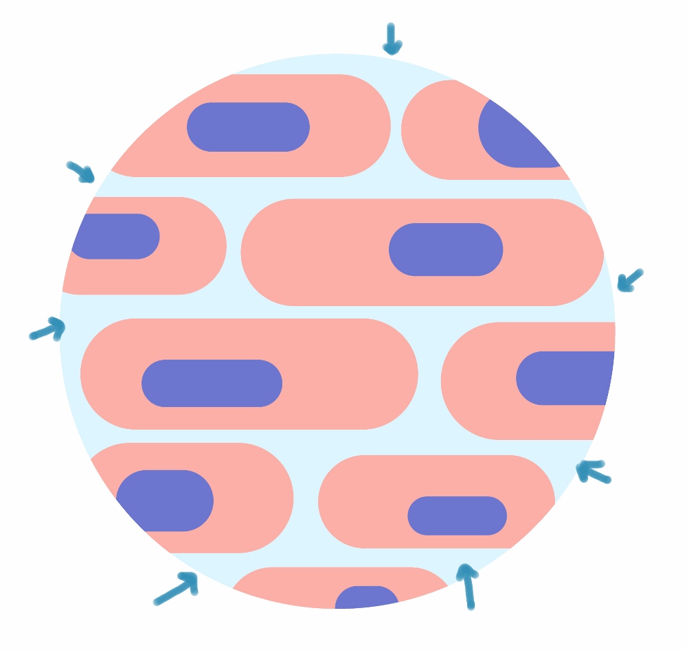 The extracellular matrix (ECM)