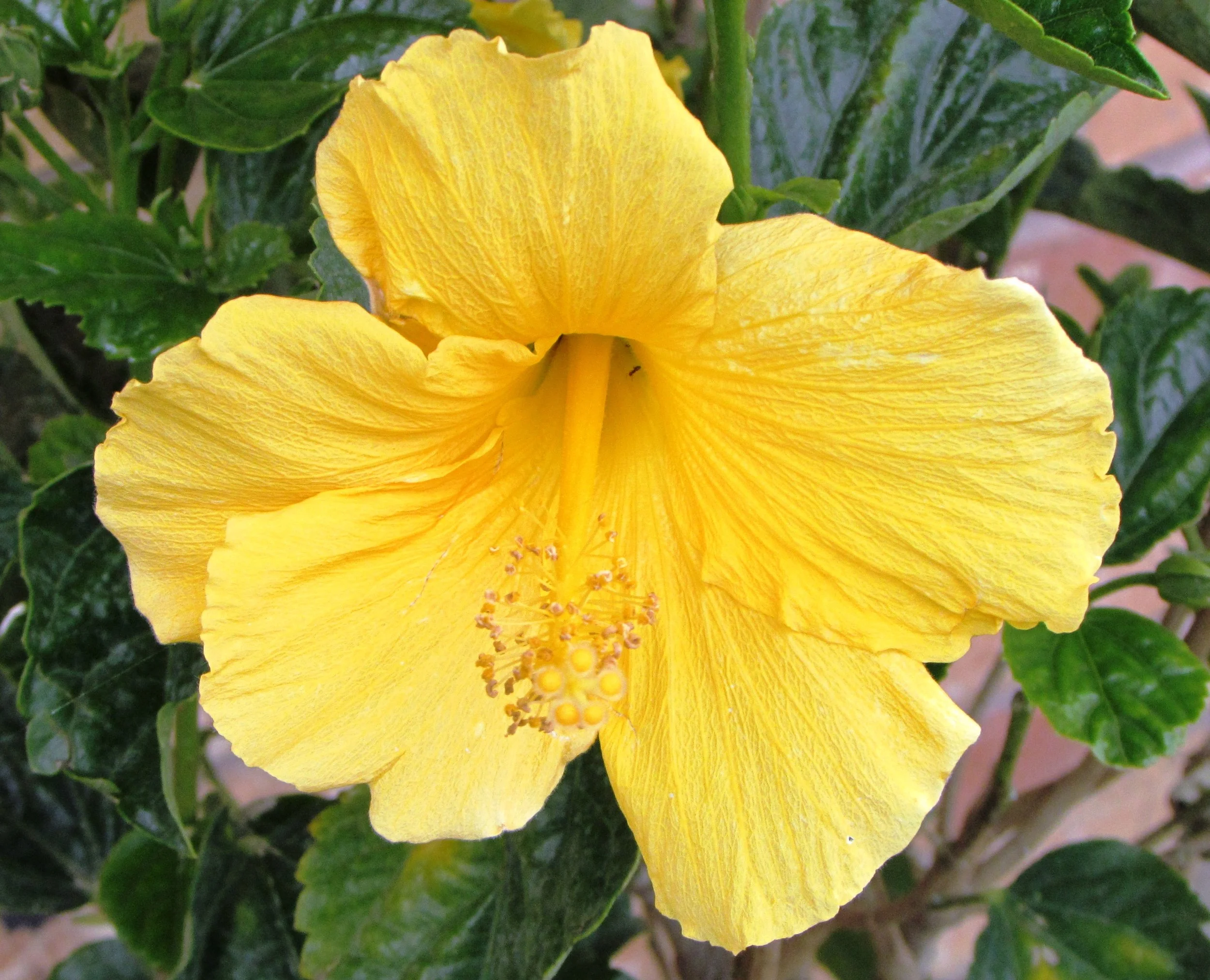 Yellow Hibiscus.jpeg