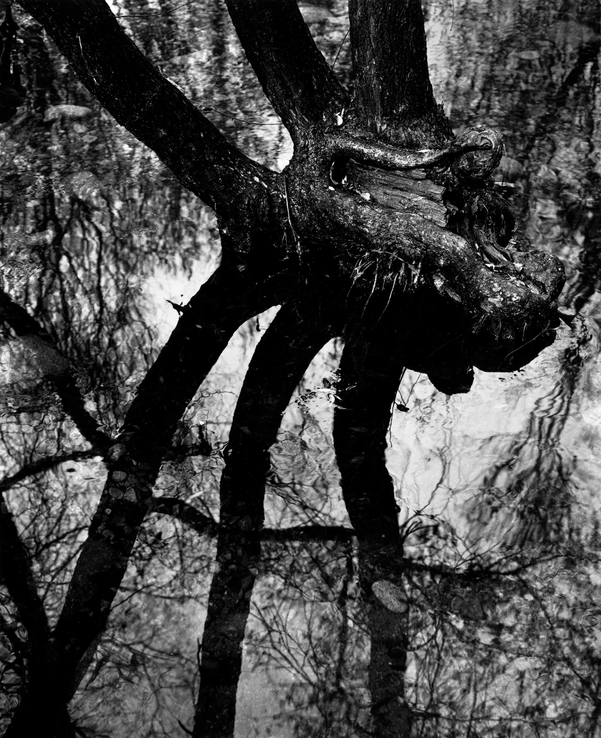 Three by tree, Carmel River