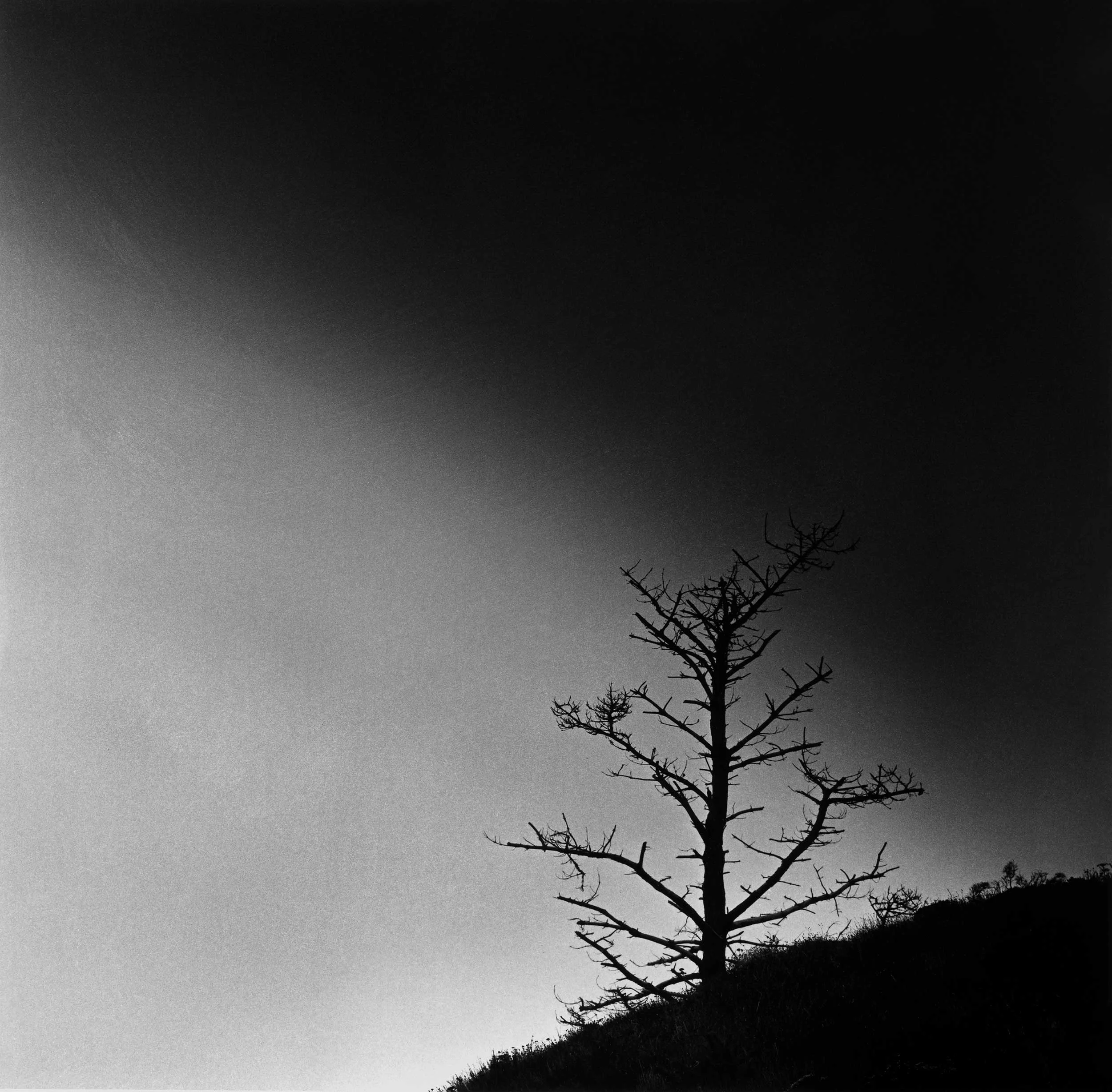 The Watcher, Point Lobos