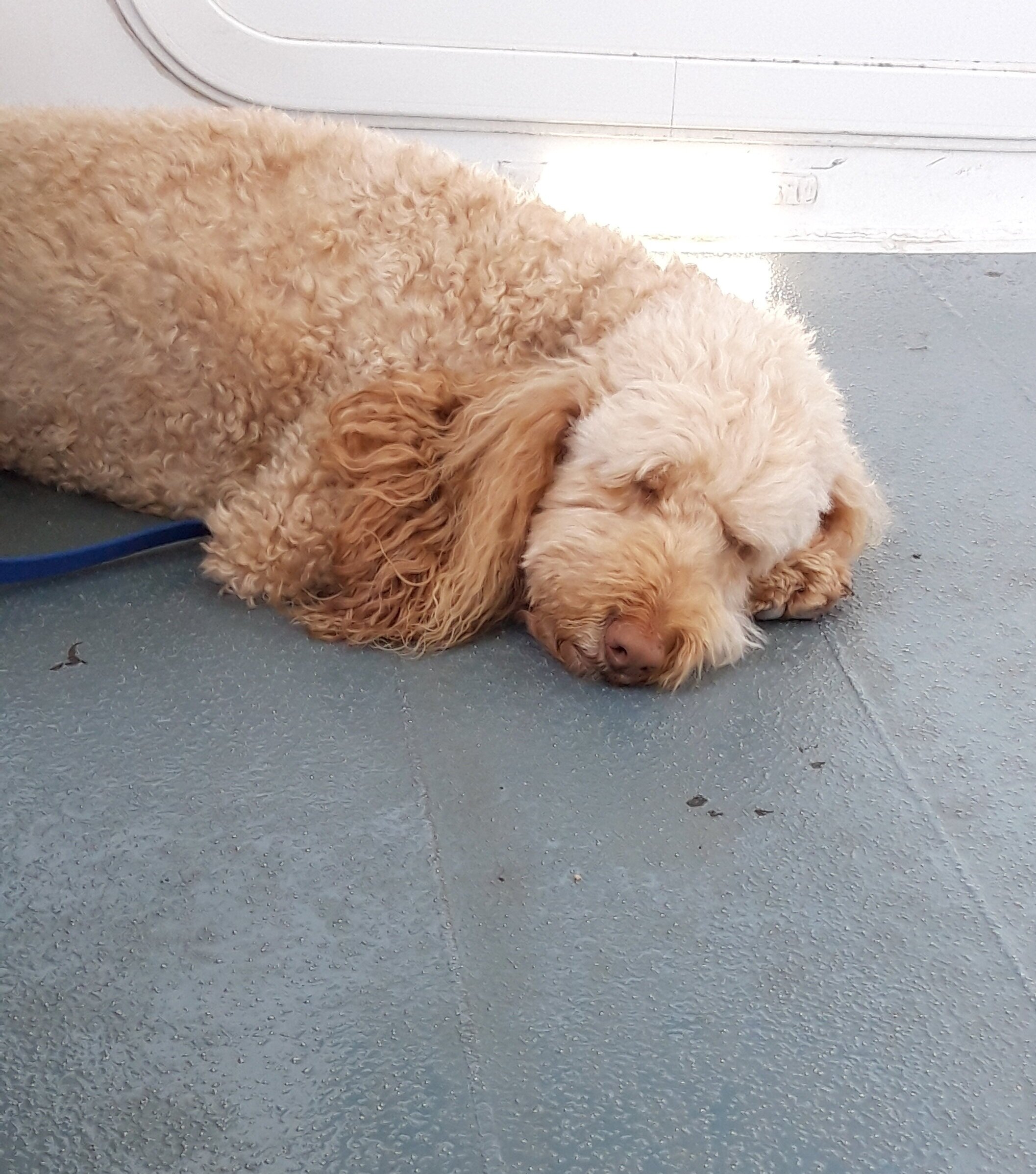 Dog on the ferry