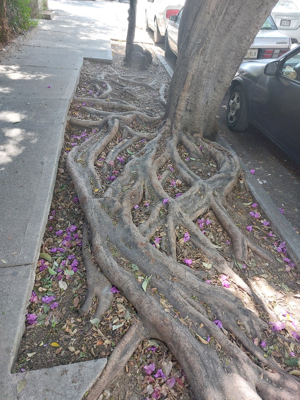 How to work with old tree roots