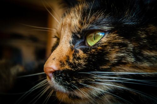 Cat Photo by Brian Wolski