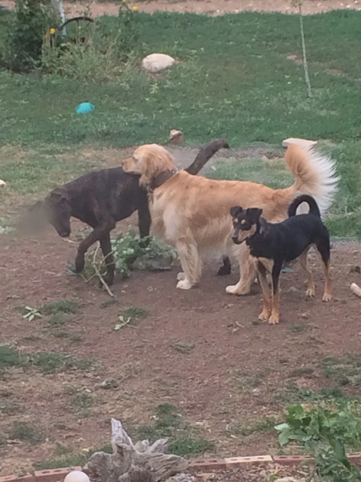 Dog