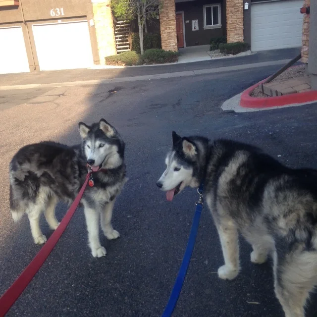 Dogs