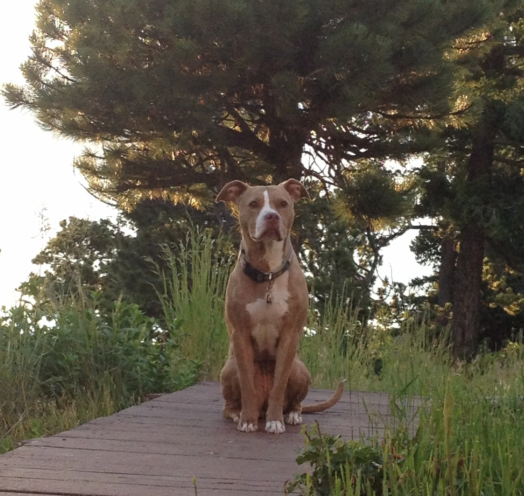 Dog