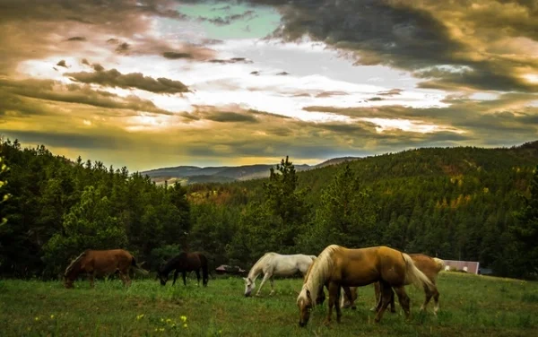 Horse