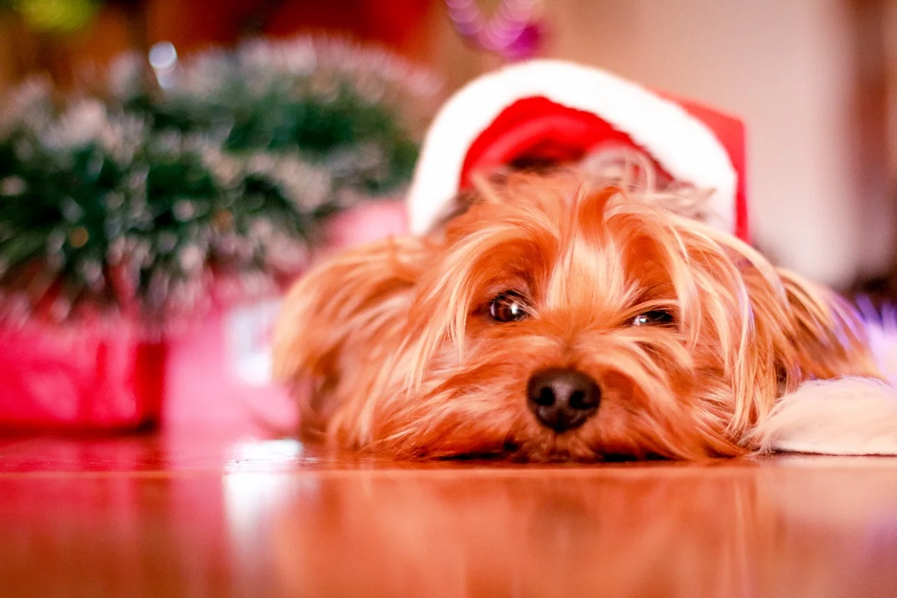 Holiday Dog.jpg