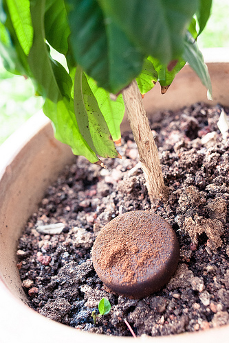 Some great ideas to reuse our used coffee grounds for your plants and garden
Sprinkle used grounds around plants before rain or watering, for a slow-release nitrogen.
Add to compost piles to increase nitrogen balance. Coffee filters and tea bags break down rapidly during composting .
Dilute with water for a gentle, fast-acting liquid fertilizer. Use about a 250g of wet grounds in a 19L of water; let sit outdoors to achieve ambient temperature.
Mix into soil for houseplants or new vegetable beds .
Encircle the base of the plant with a coffee and eggshell barrier to repel pests.
If you are into vermi-posting, feed a little bit to your worms
Ask for a bag on your next visit and let’s do our little part to help reduce waste on this island.
Above tips were extracted from here with minor metric conversions.