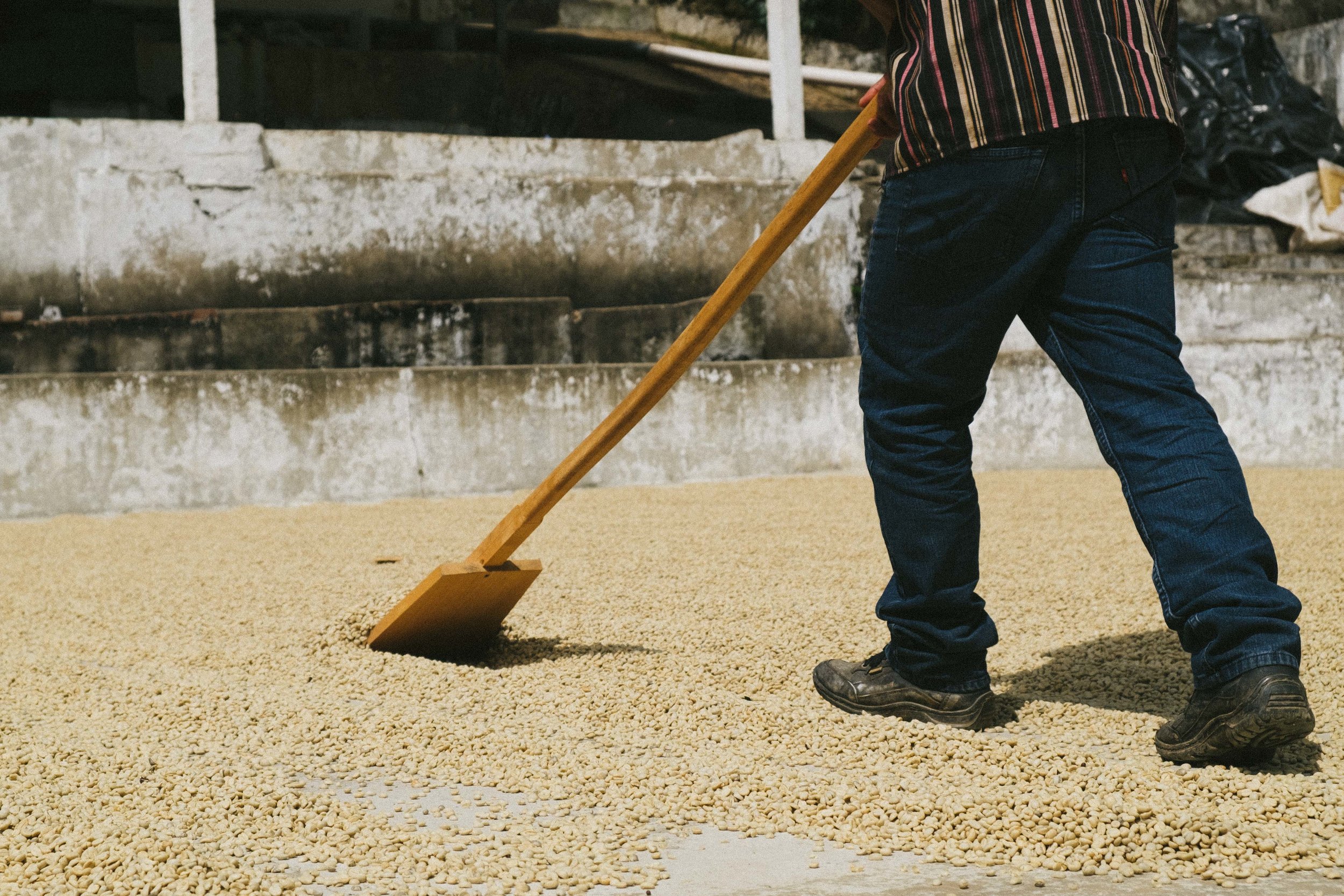 Turning the coffee parchment during the drying process is necessary to ensure even drying over prolonged period