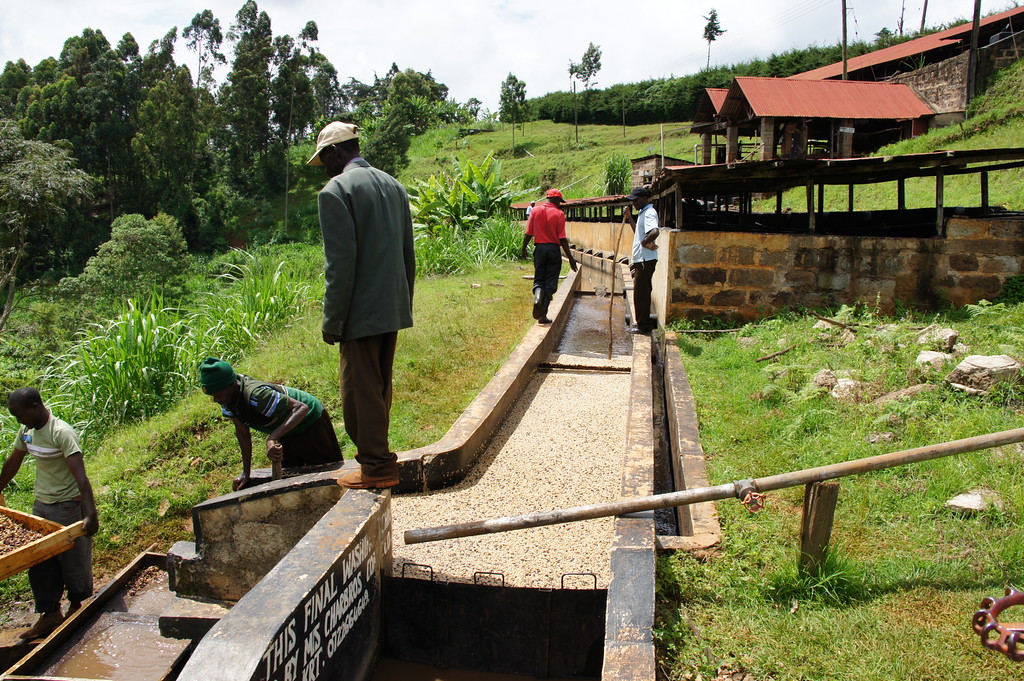 Coffees are constantly pushed through the washing channels to remove mucilage and floaters