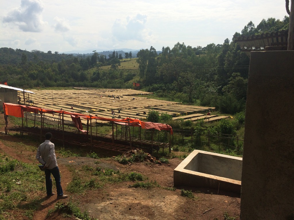 Drying coffees