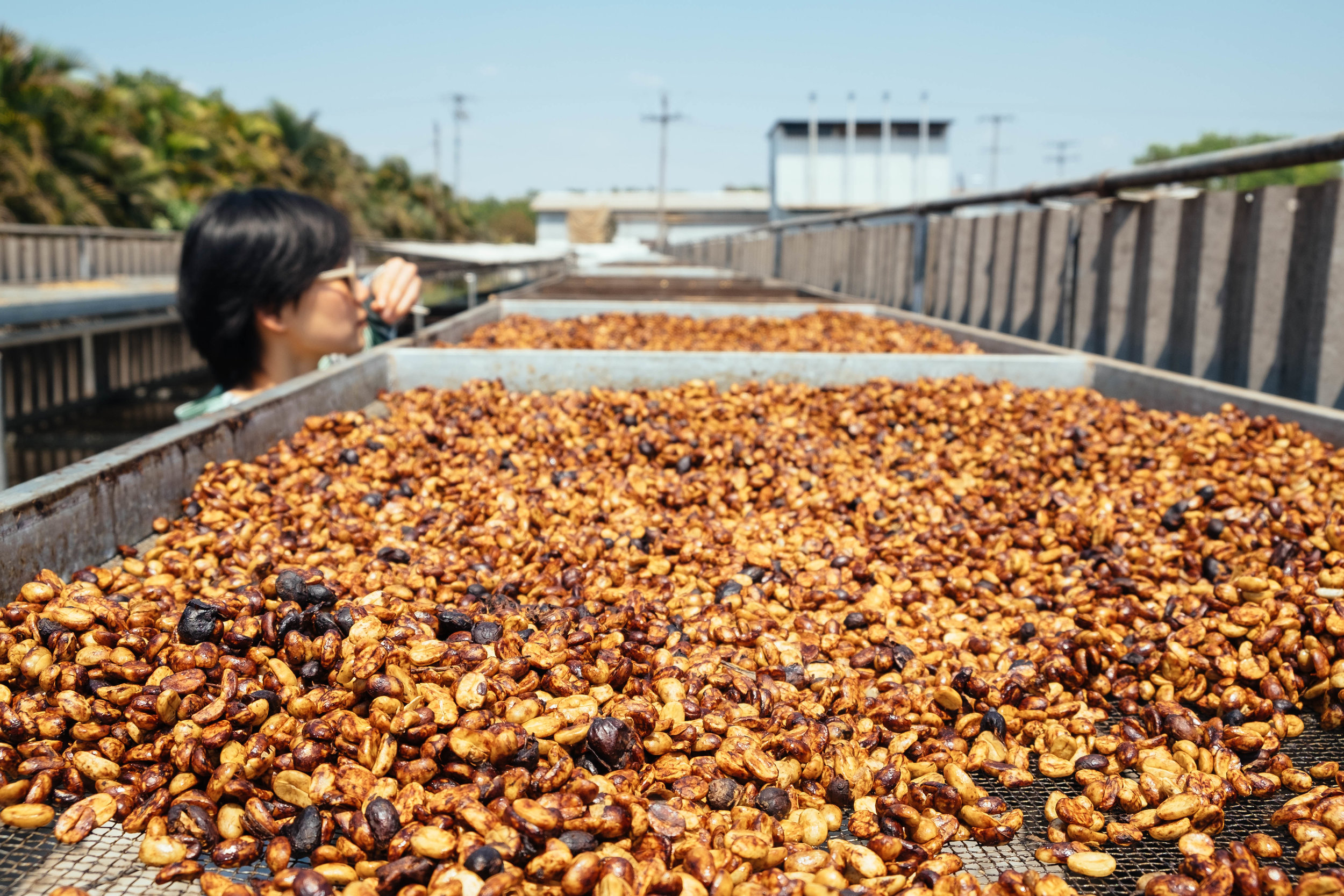 Drying honeys on raised beds for better air flow for more even drying.