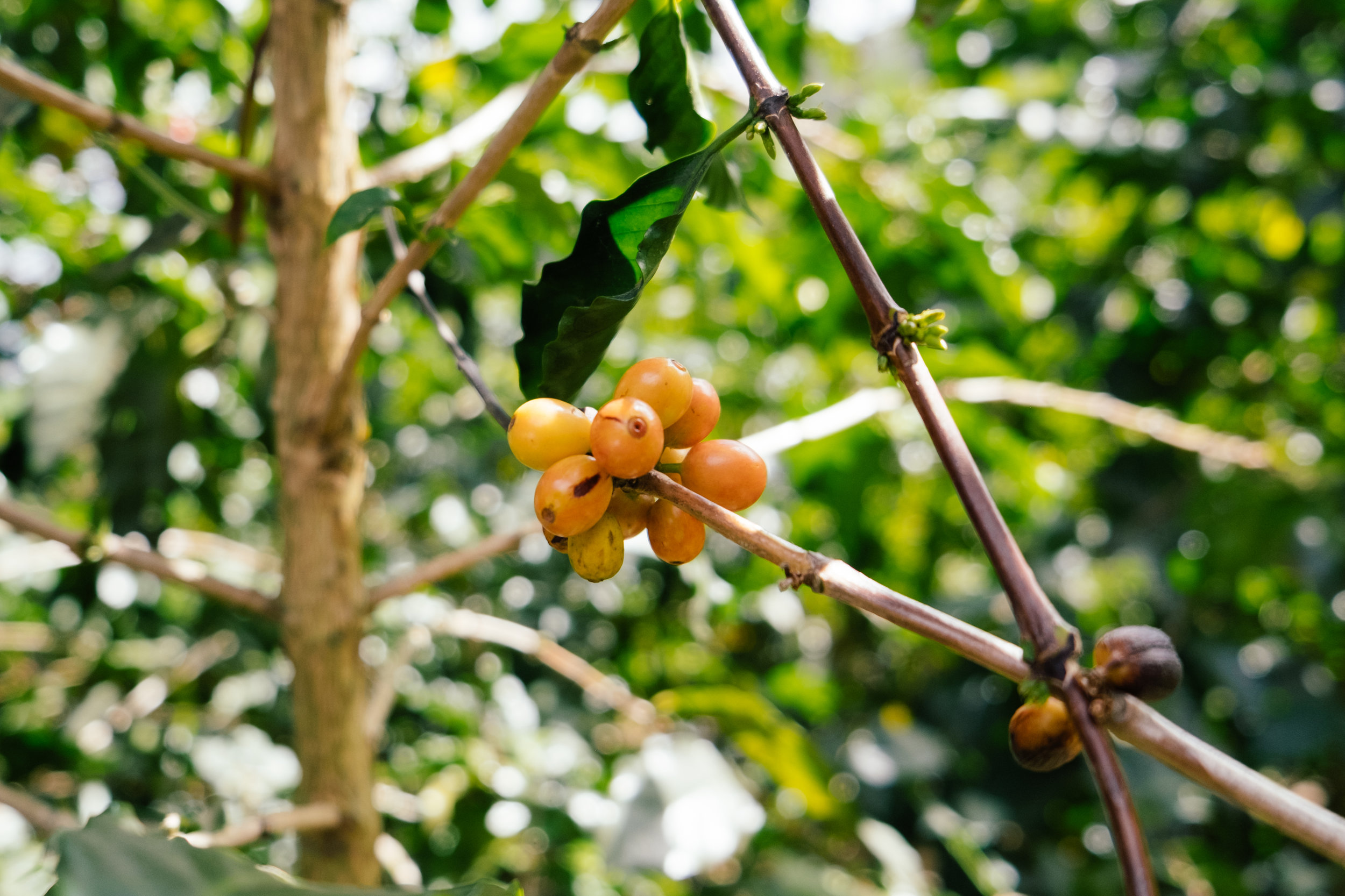 Orange bourbon cherries do not turn red on ripe.