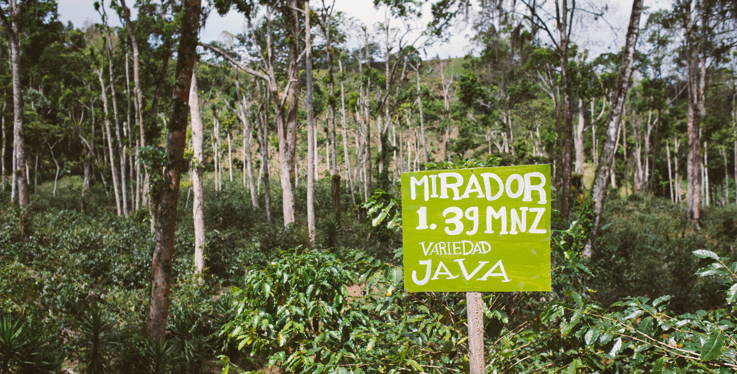 Javanica trees in Limoncillo, one of the family farms of Fincas Mierisch