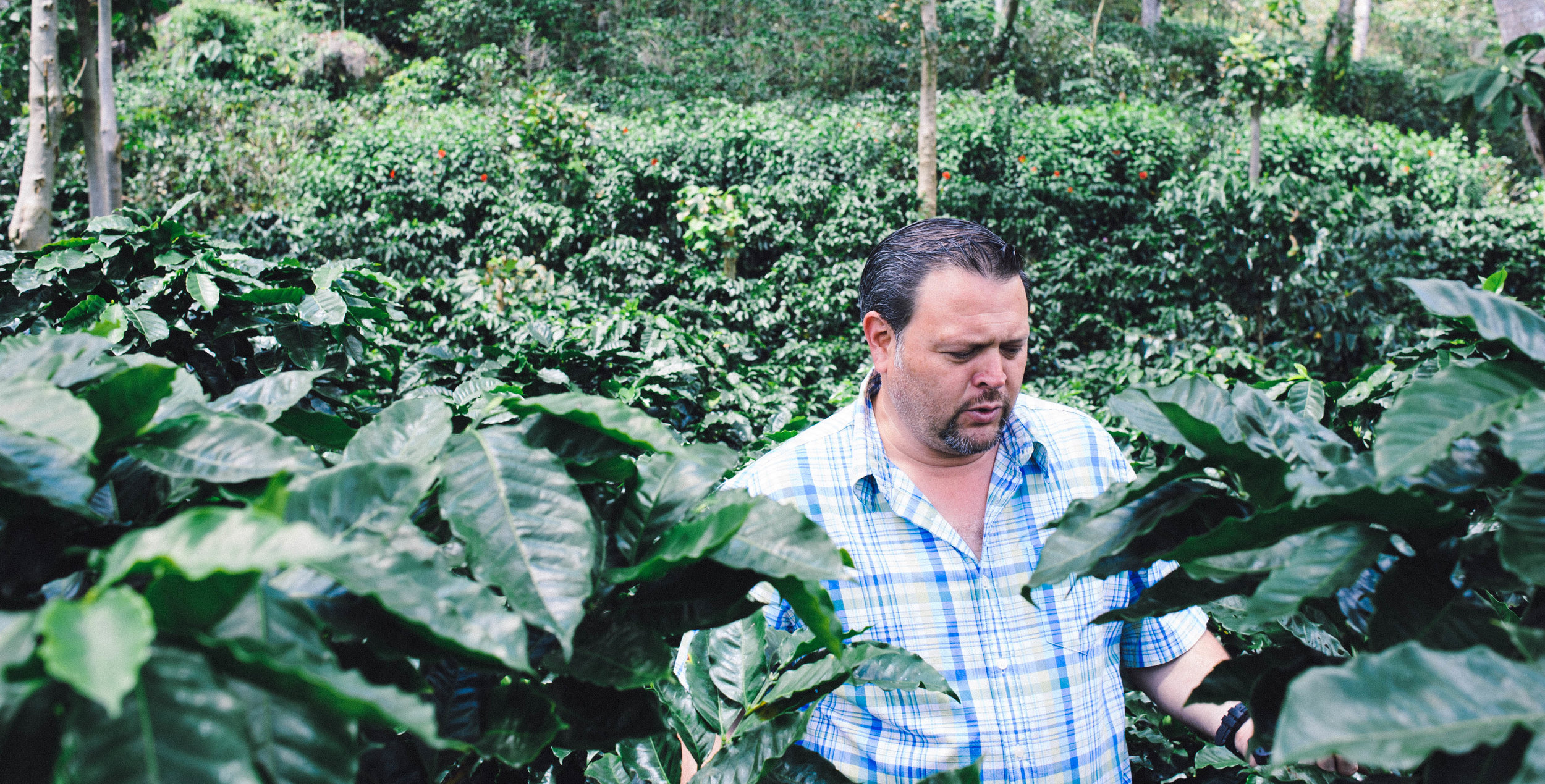 Erwin Mierisch and his coffee trees