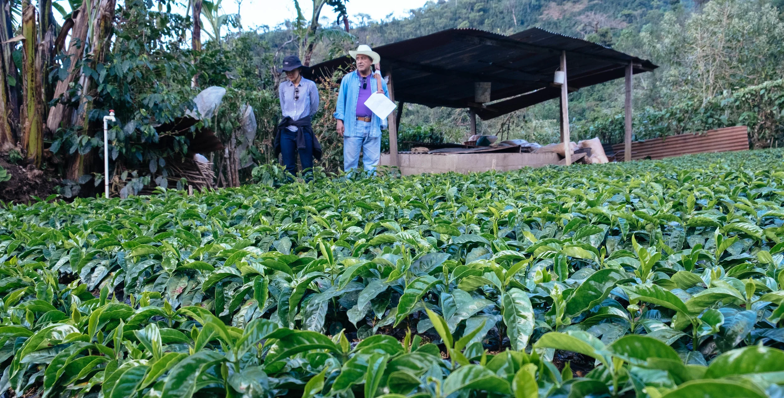 Don Edwin walking us through the nursery of FVH