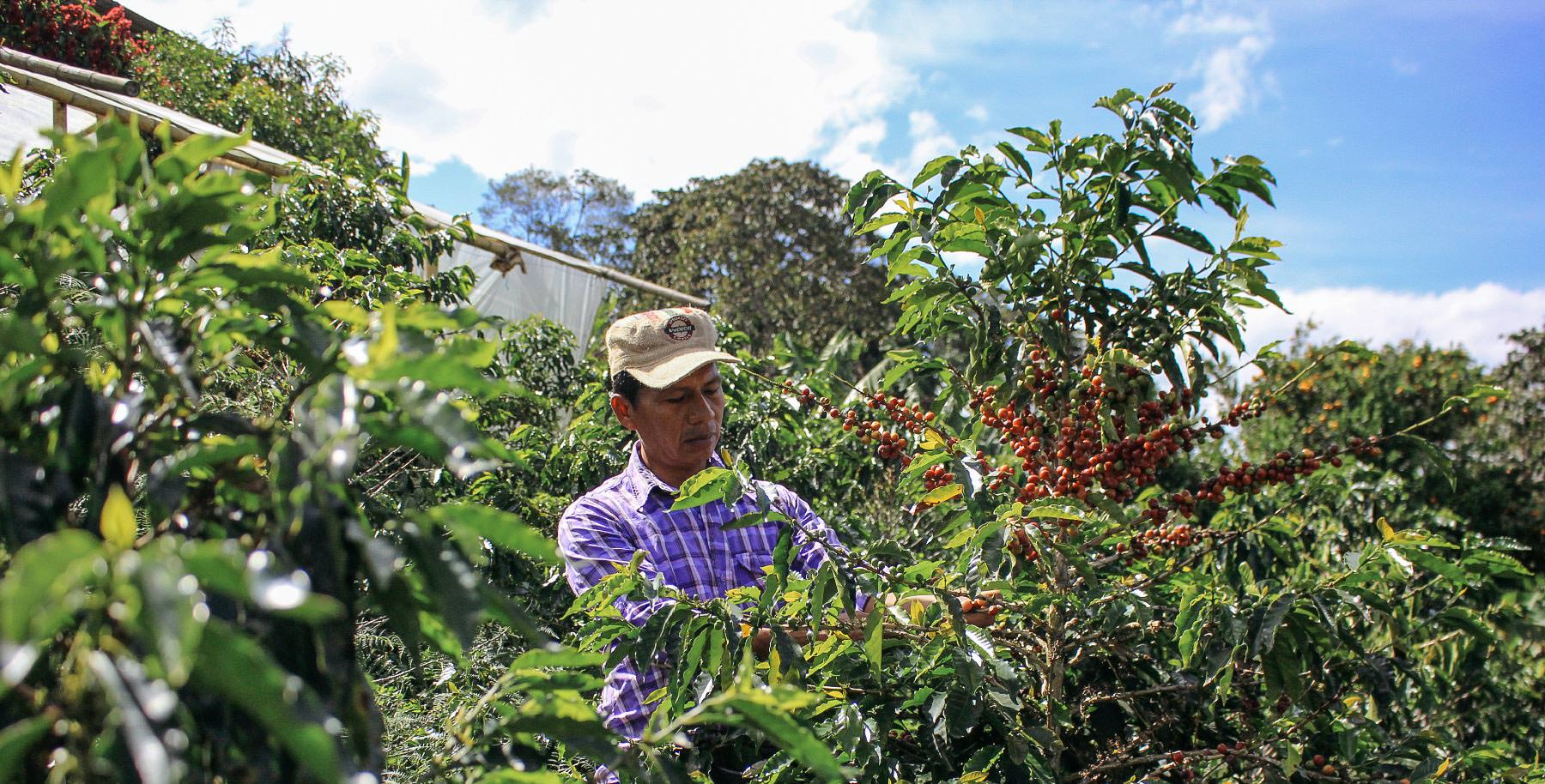 Luis Alberto picking coffee cherries