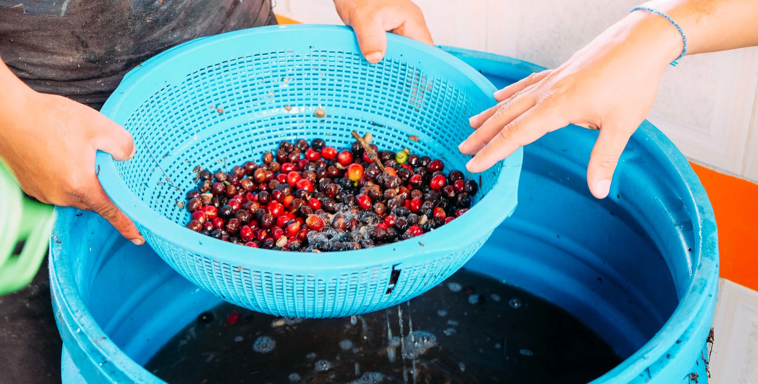 Sorting out the floaters as the first level of sorting through the harvests.
