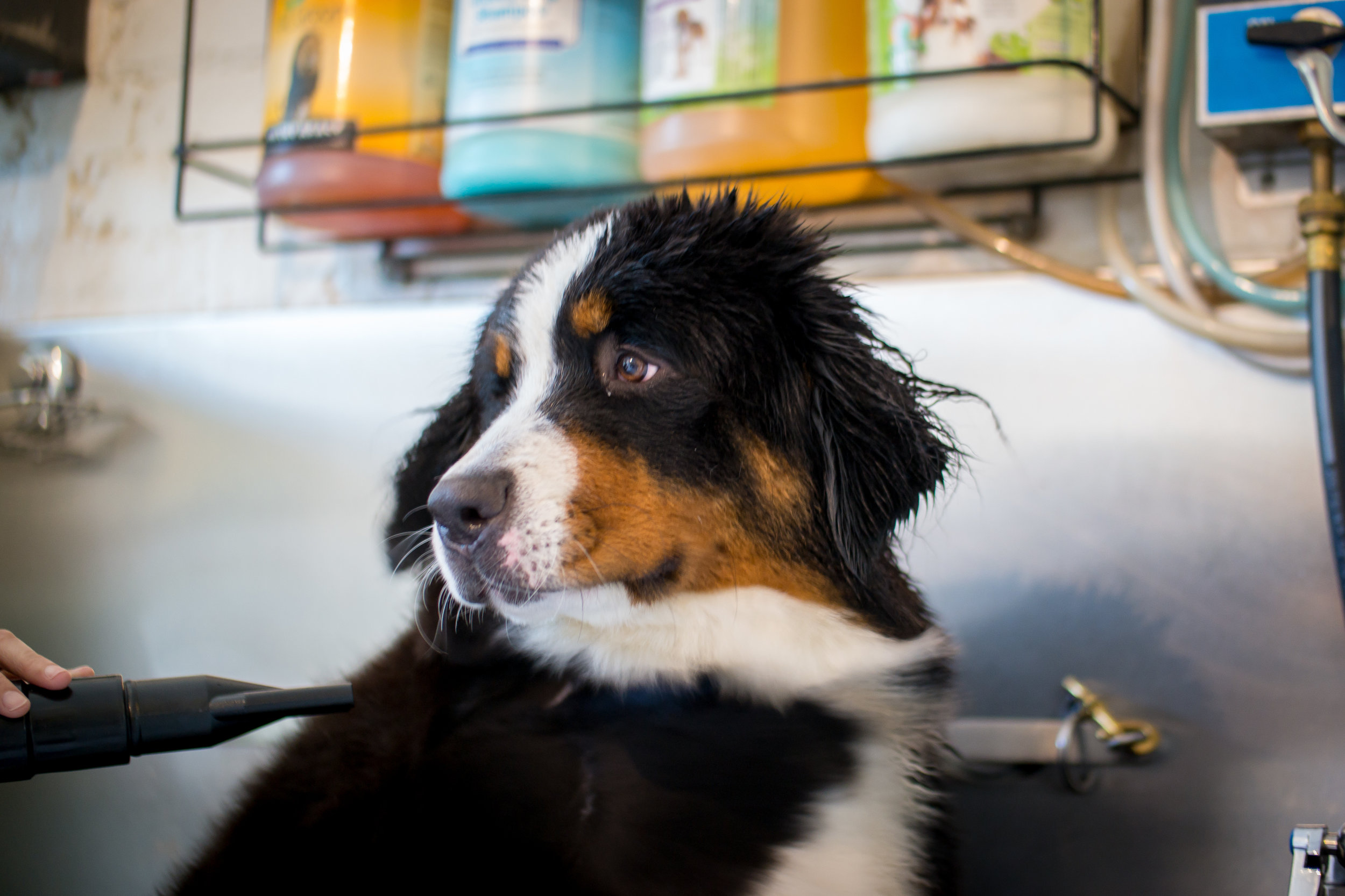 dog wash n go near me