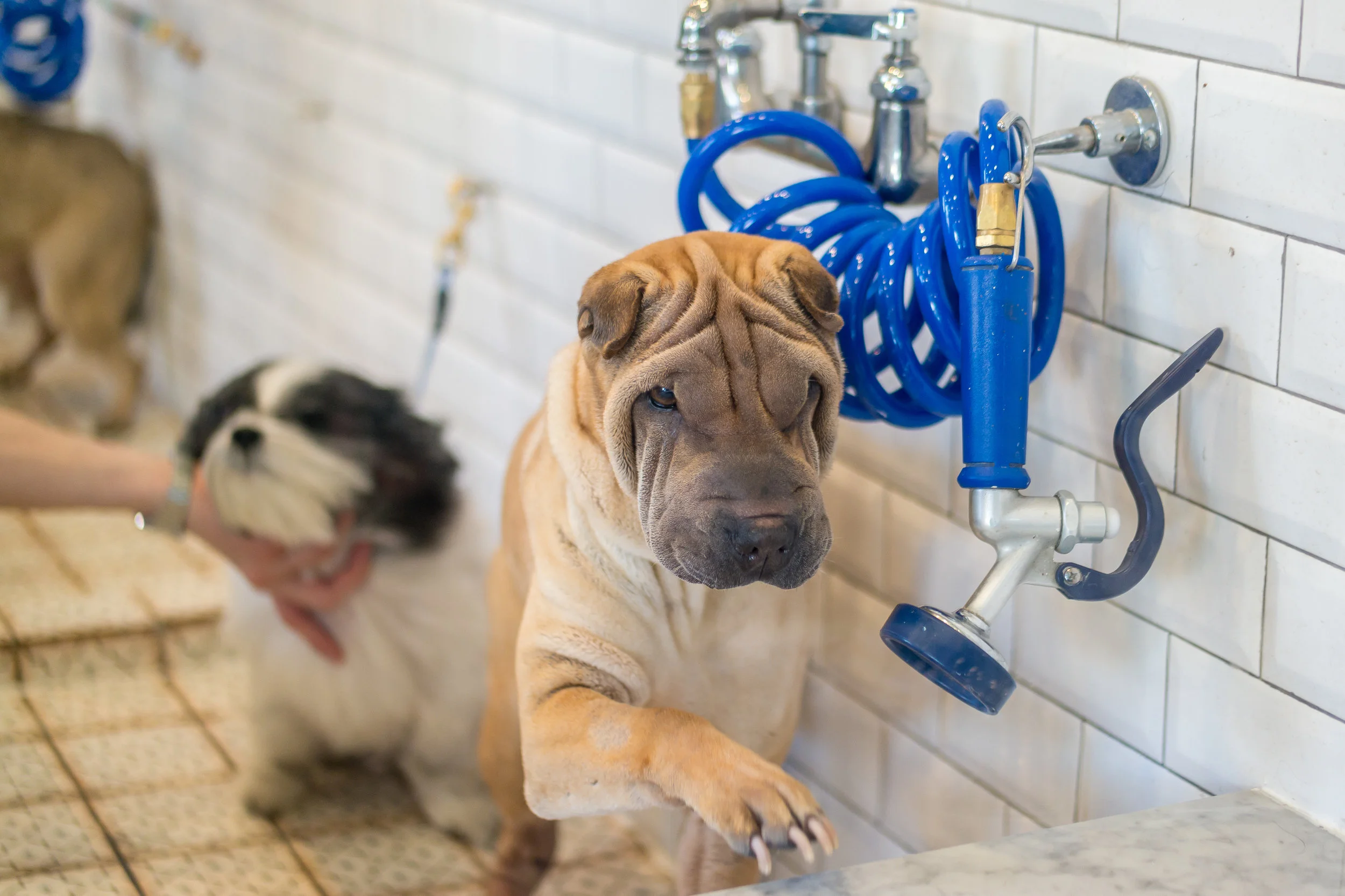 Dog+Wash'n+Go+Bed+Stuy-69.jpg