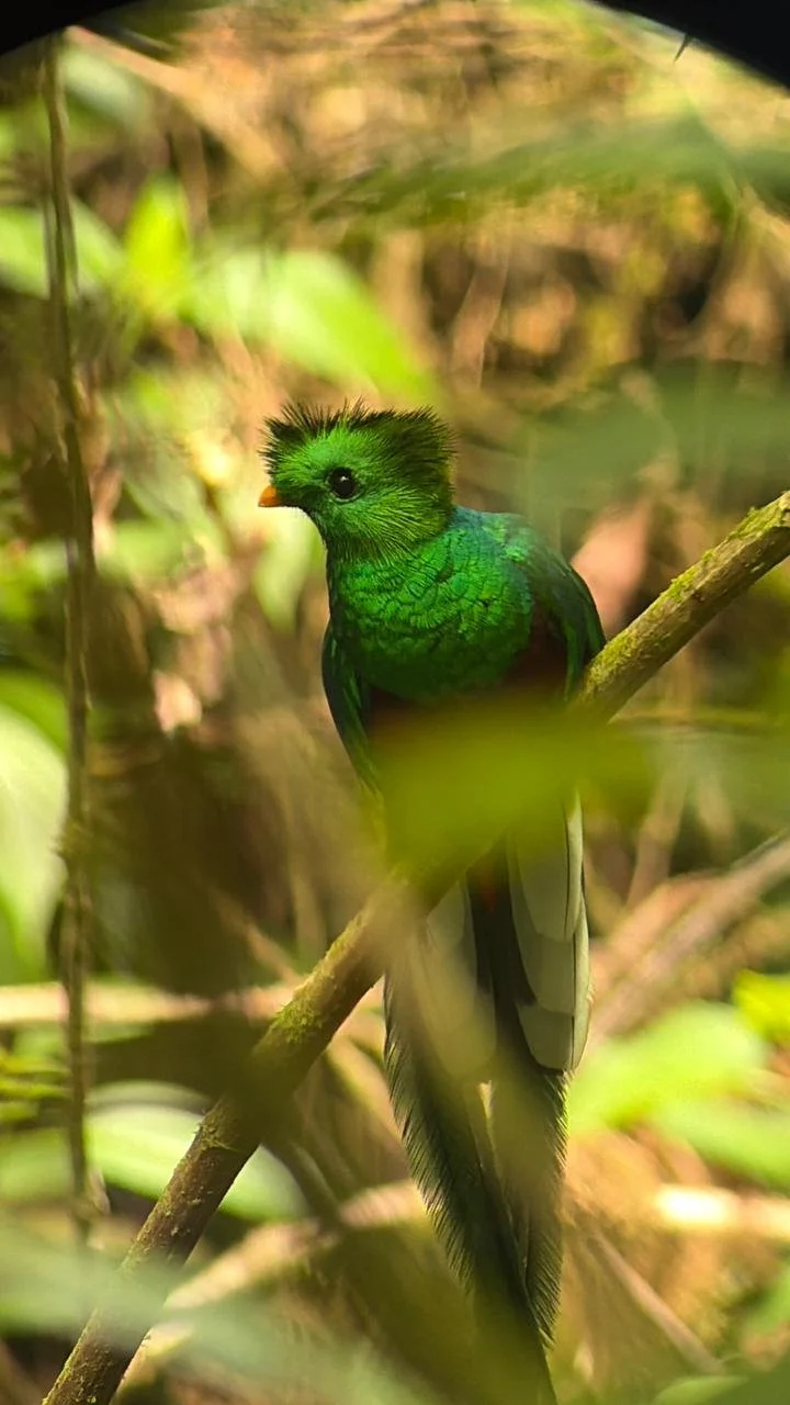 Quetzal1.jpg