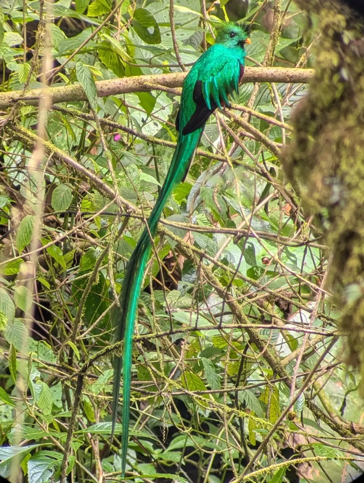 Witnessing the Resplendent Quetzal