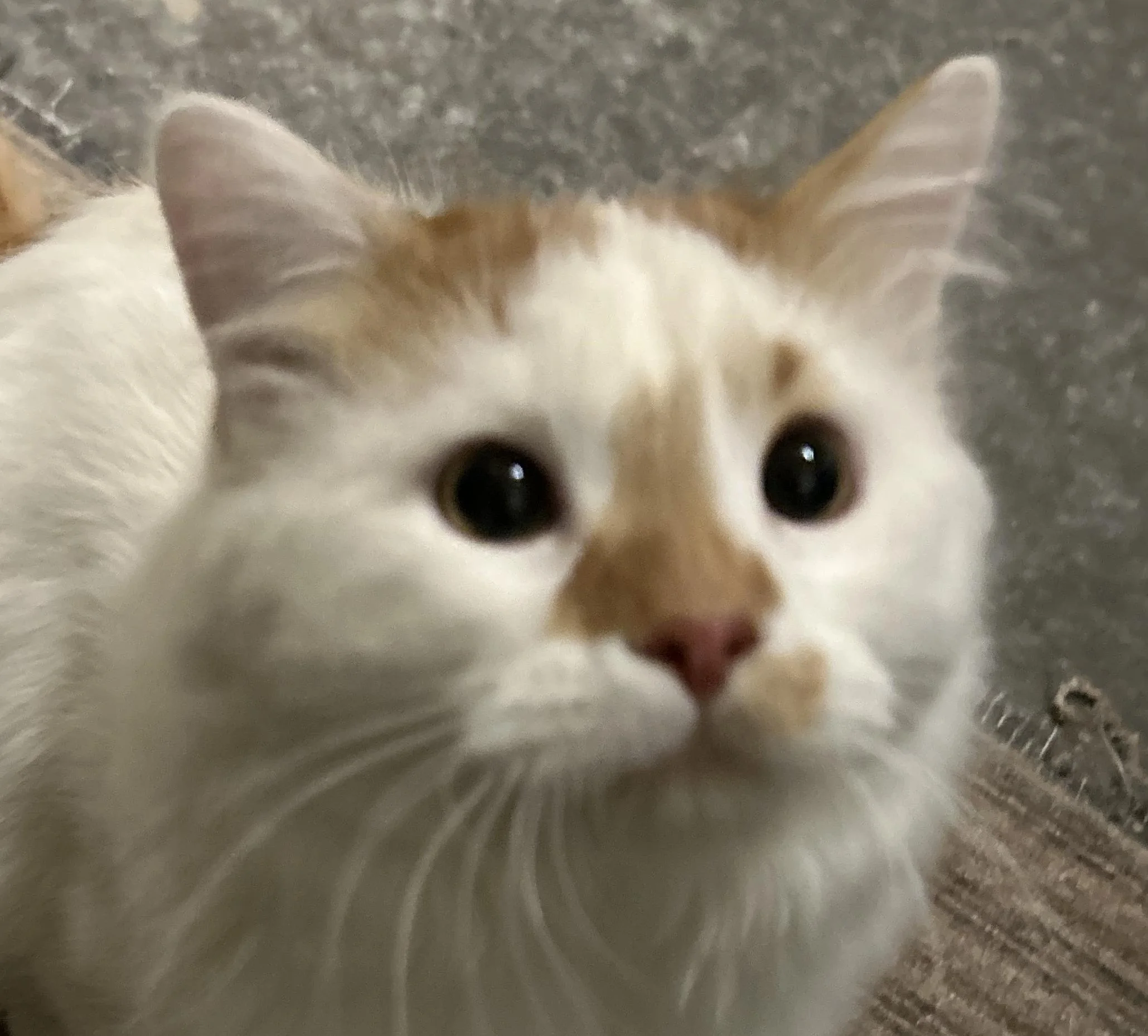 ed full face.jpg