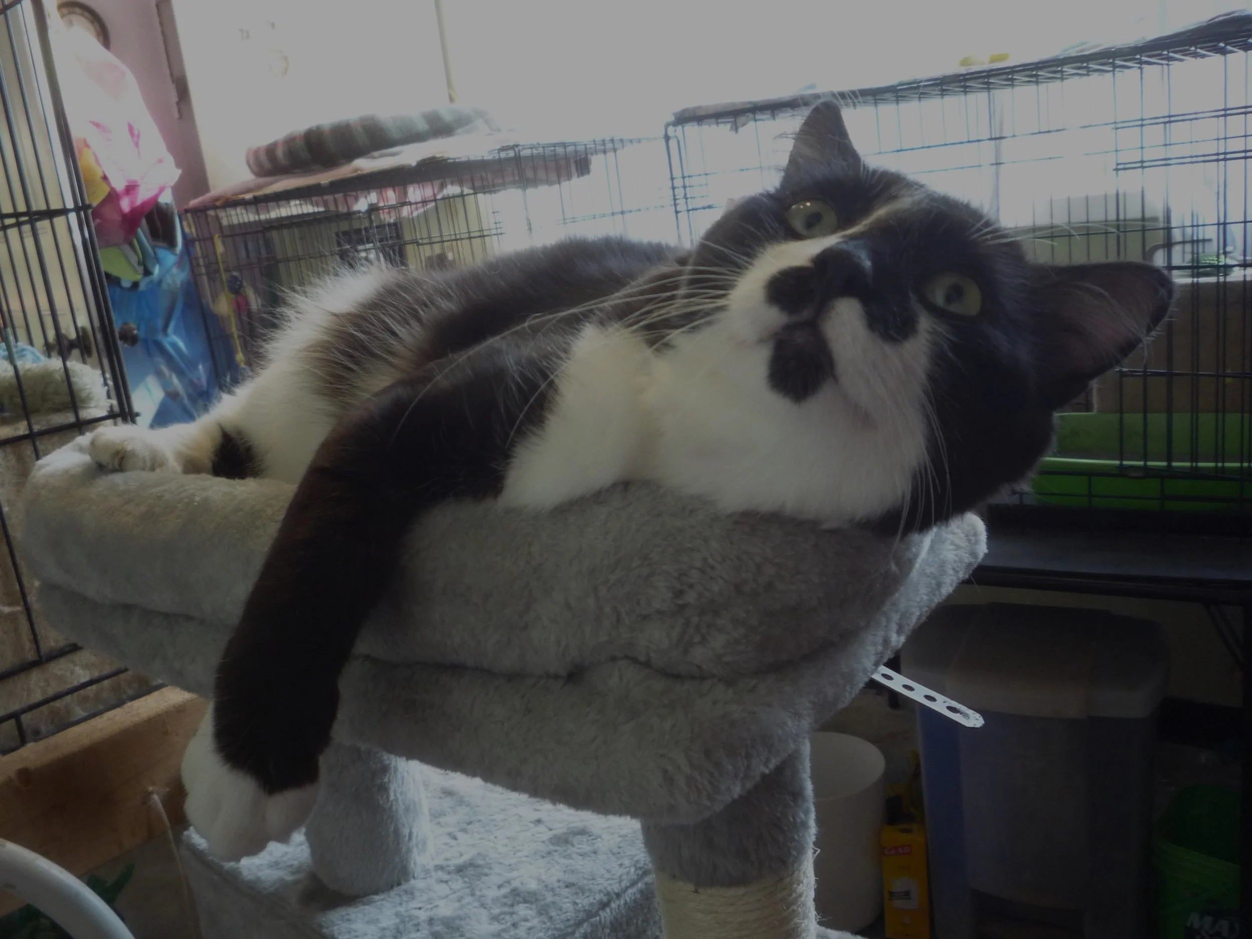 griffin relaxing sept 24.JPG