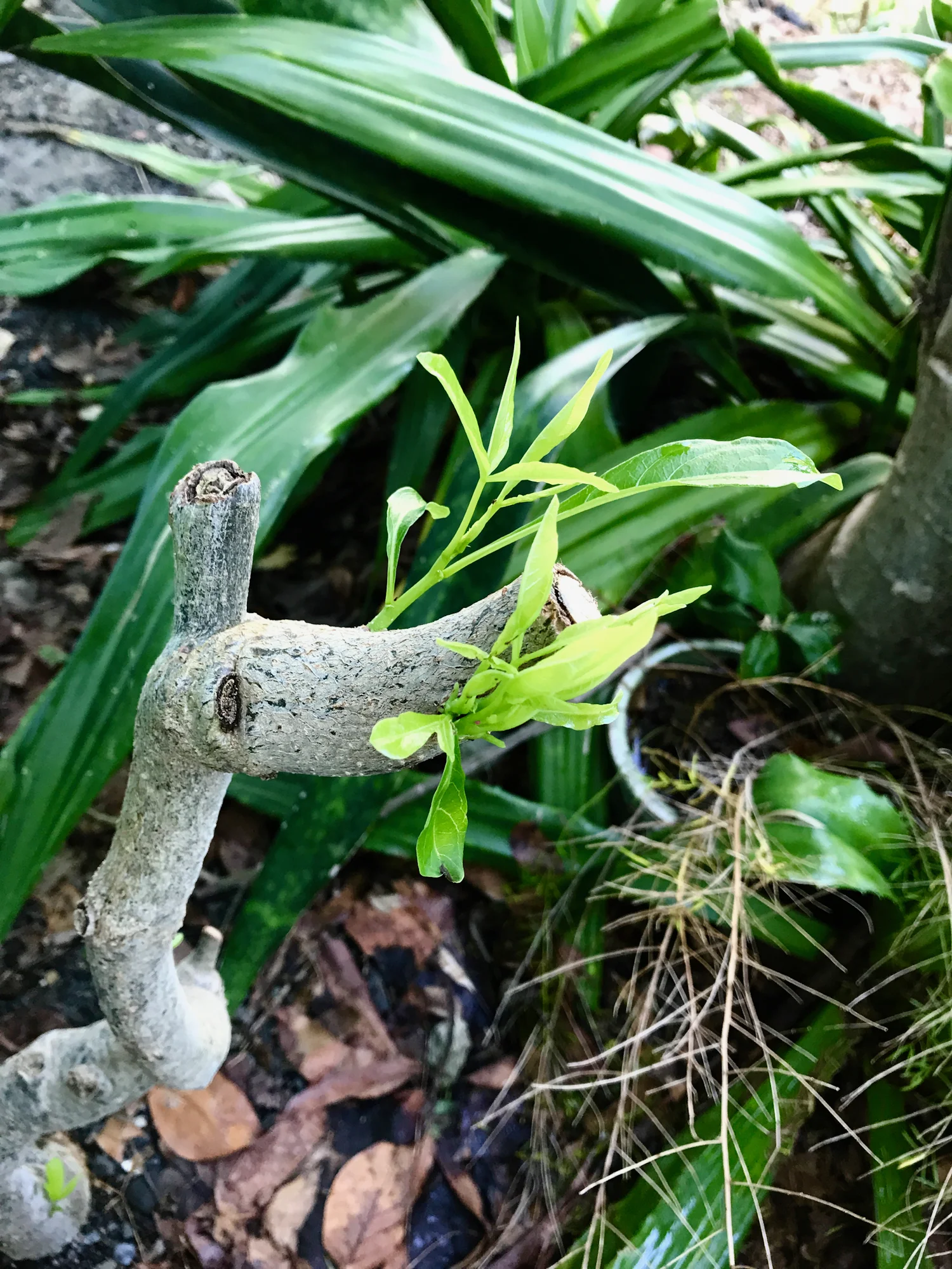 Springing forth in the fall