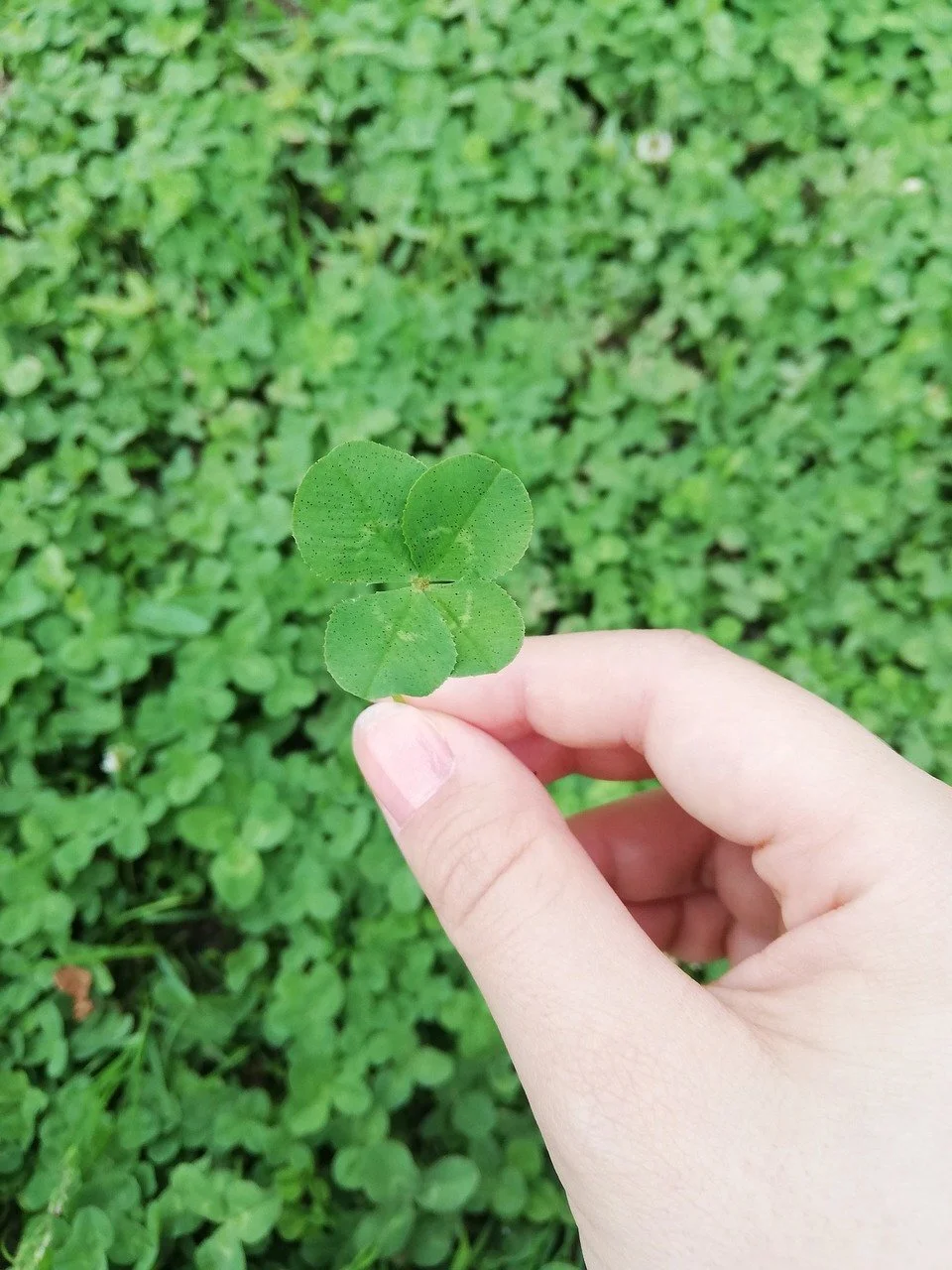Four-Leaf Clover