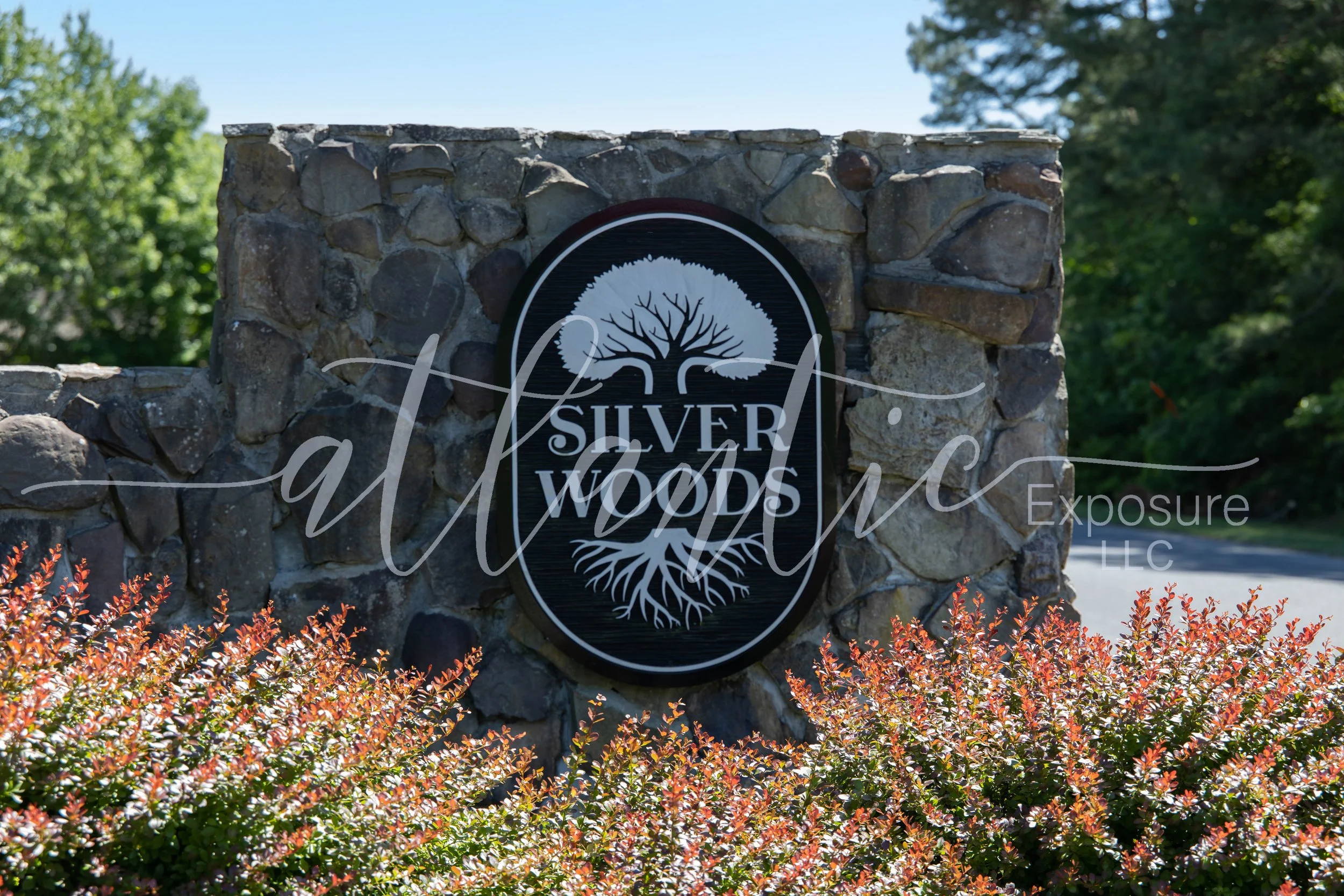 Silver Woods 4