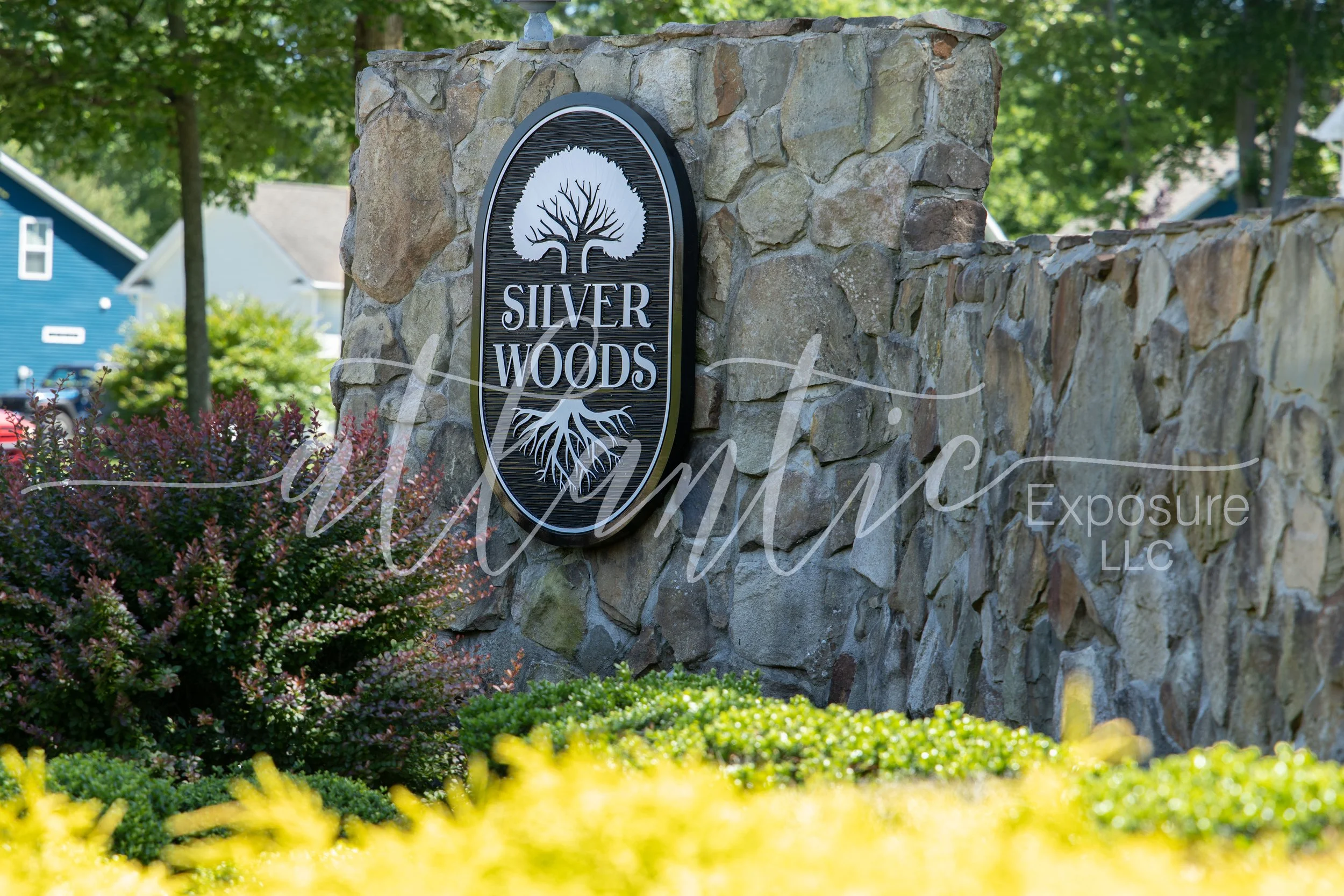 Silver Woods 6