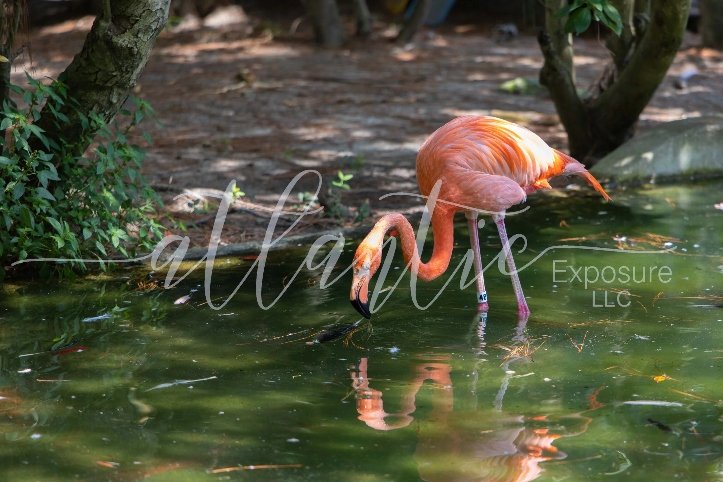 Salisbury Zoo 2