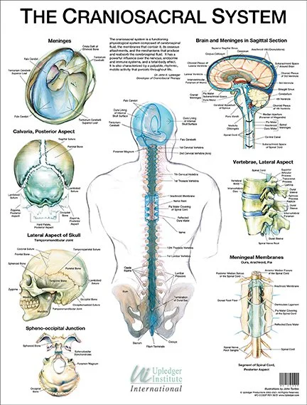 What Is Craniosacral Therapy (CST) and What Does It Actually Do?