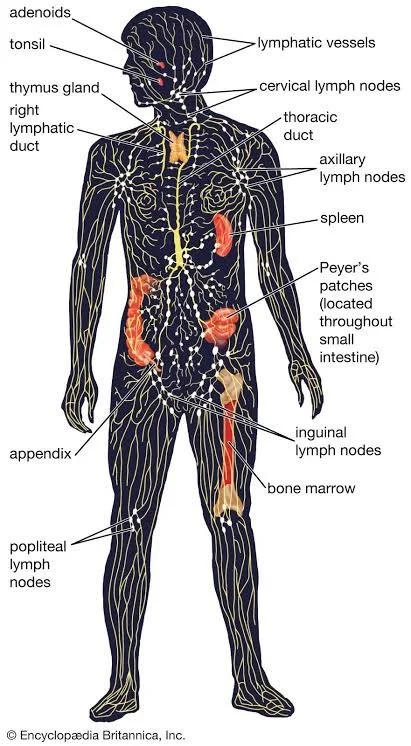 What Is Lymph and How Does Lymphatic Drainage Massage Work?