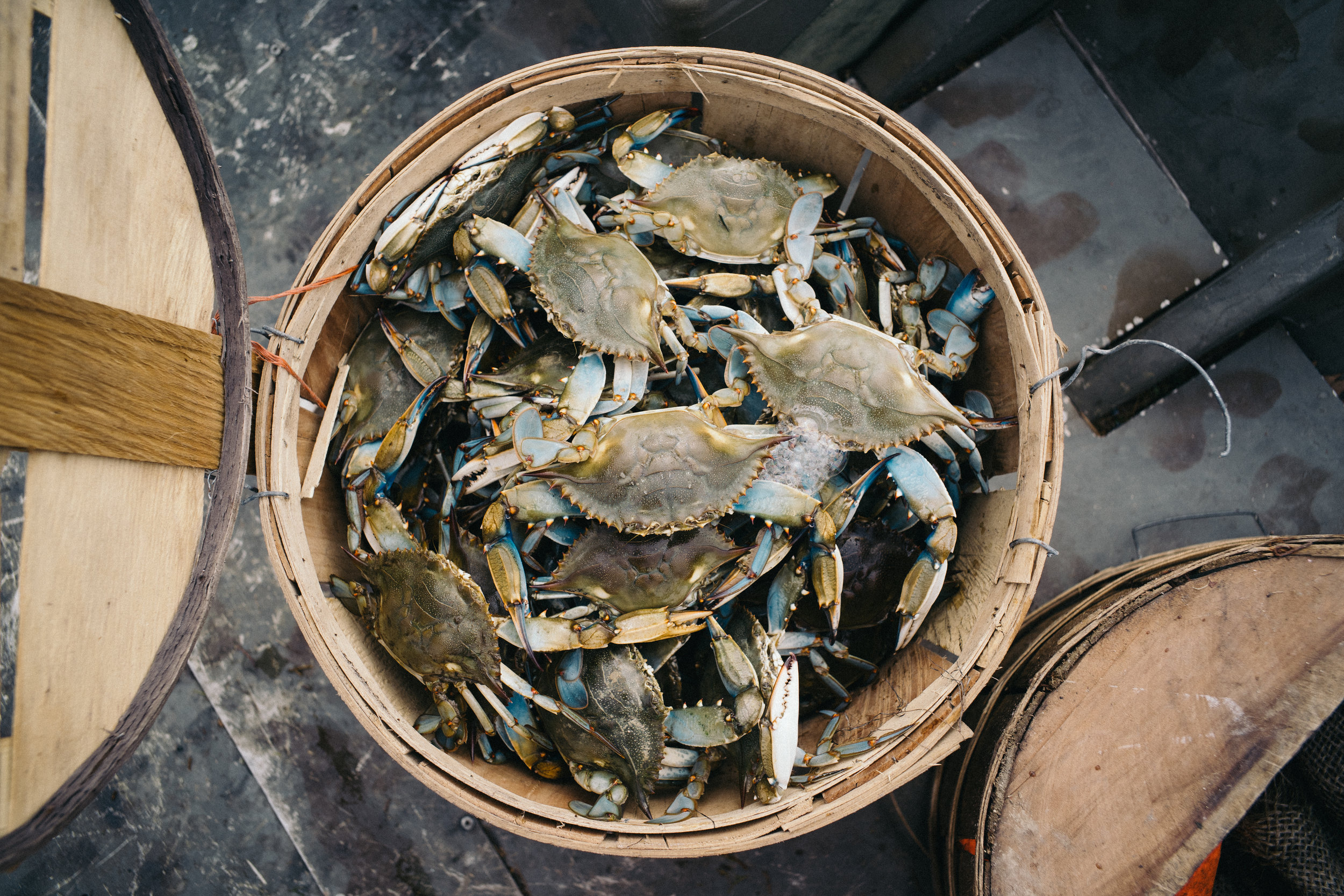 Crabs.jpg