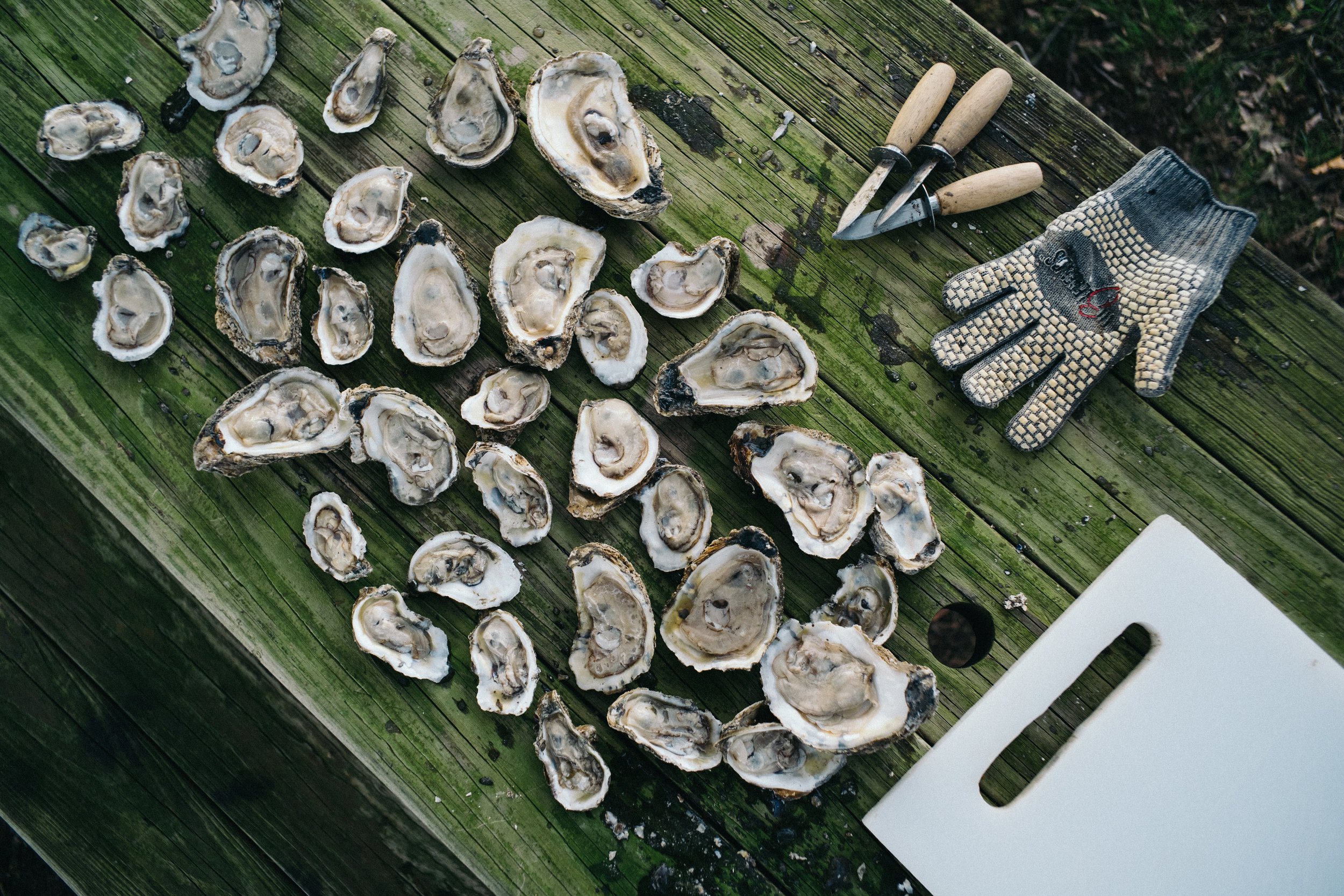Oysters.jpg