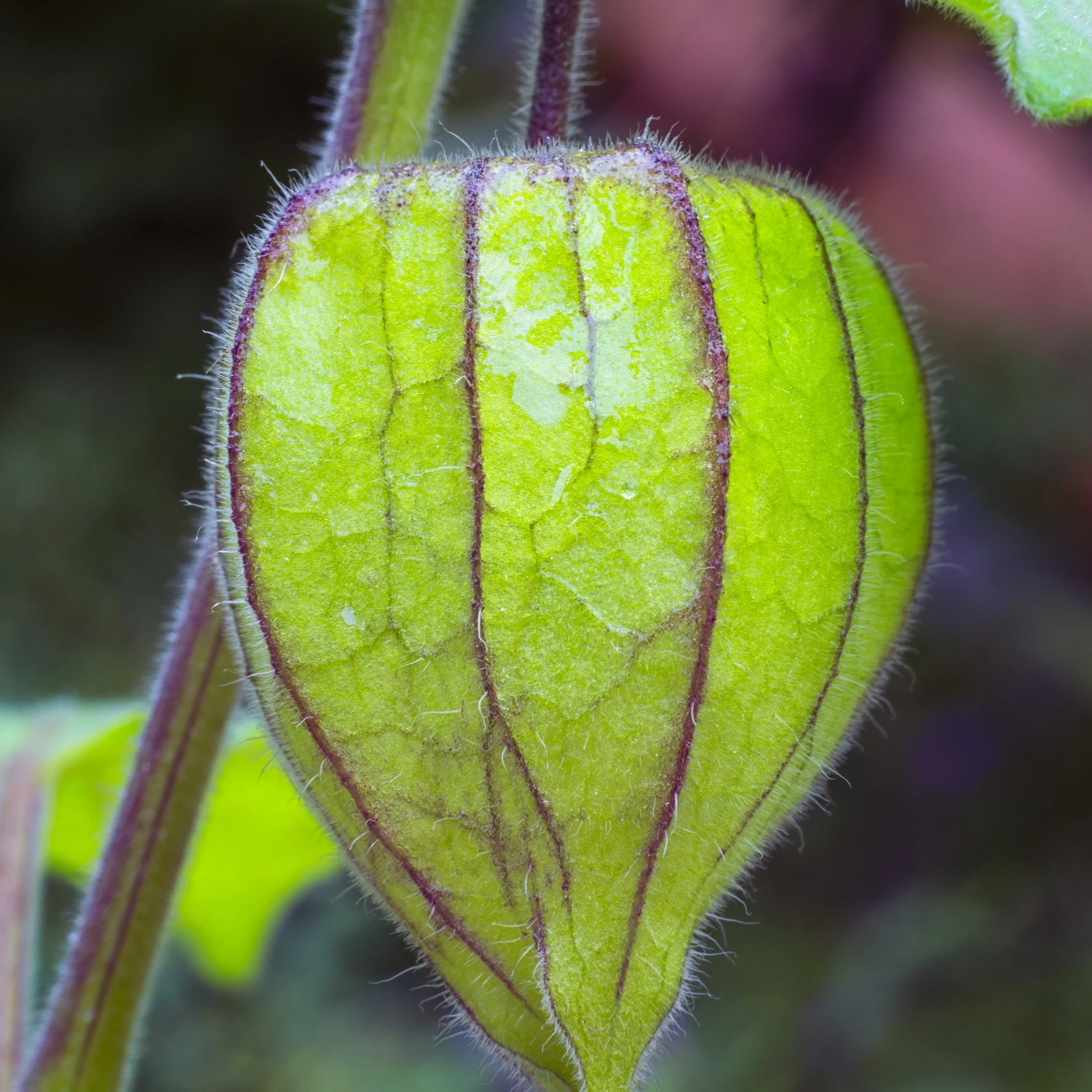 SouthAfricafoodgooseberry.jpeg